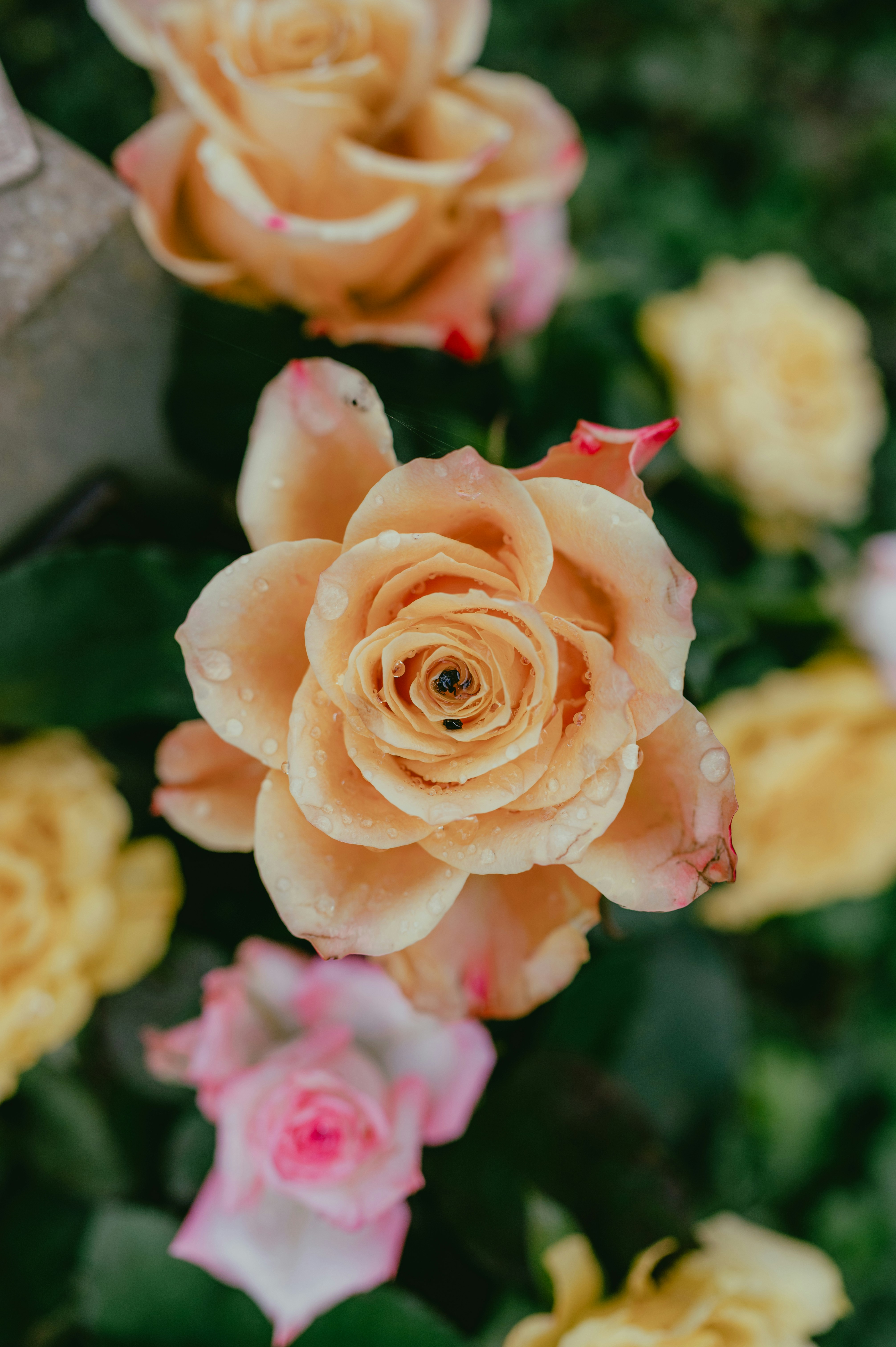 Photo by luca_severin