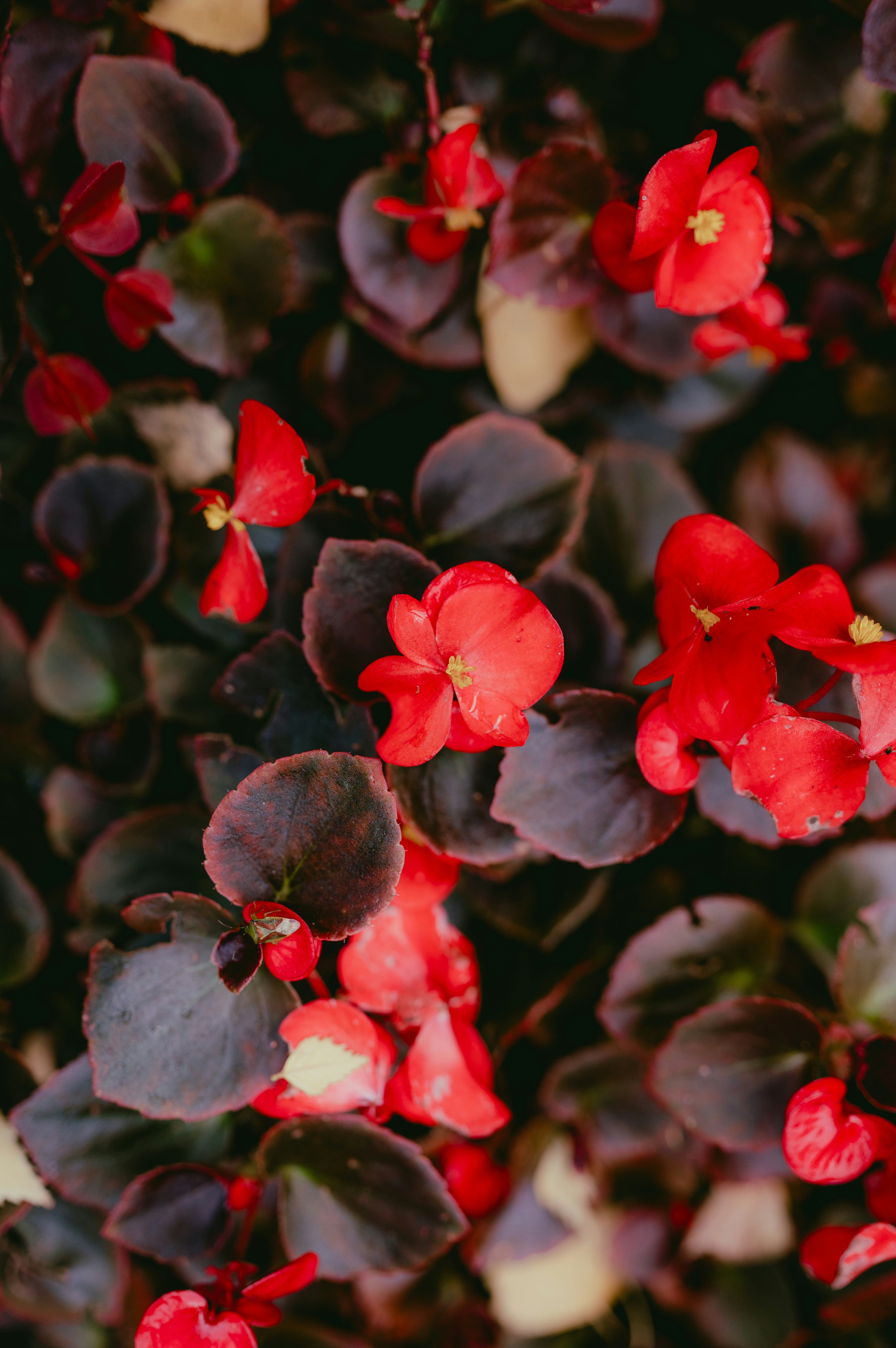 Red flowers bloom among dark green leaves.