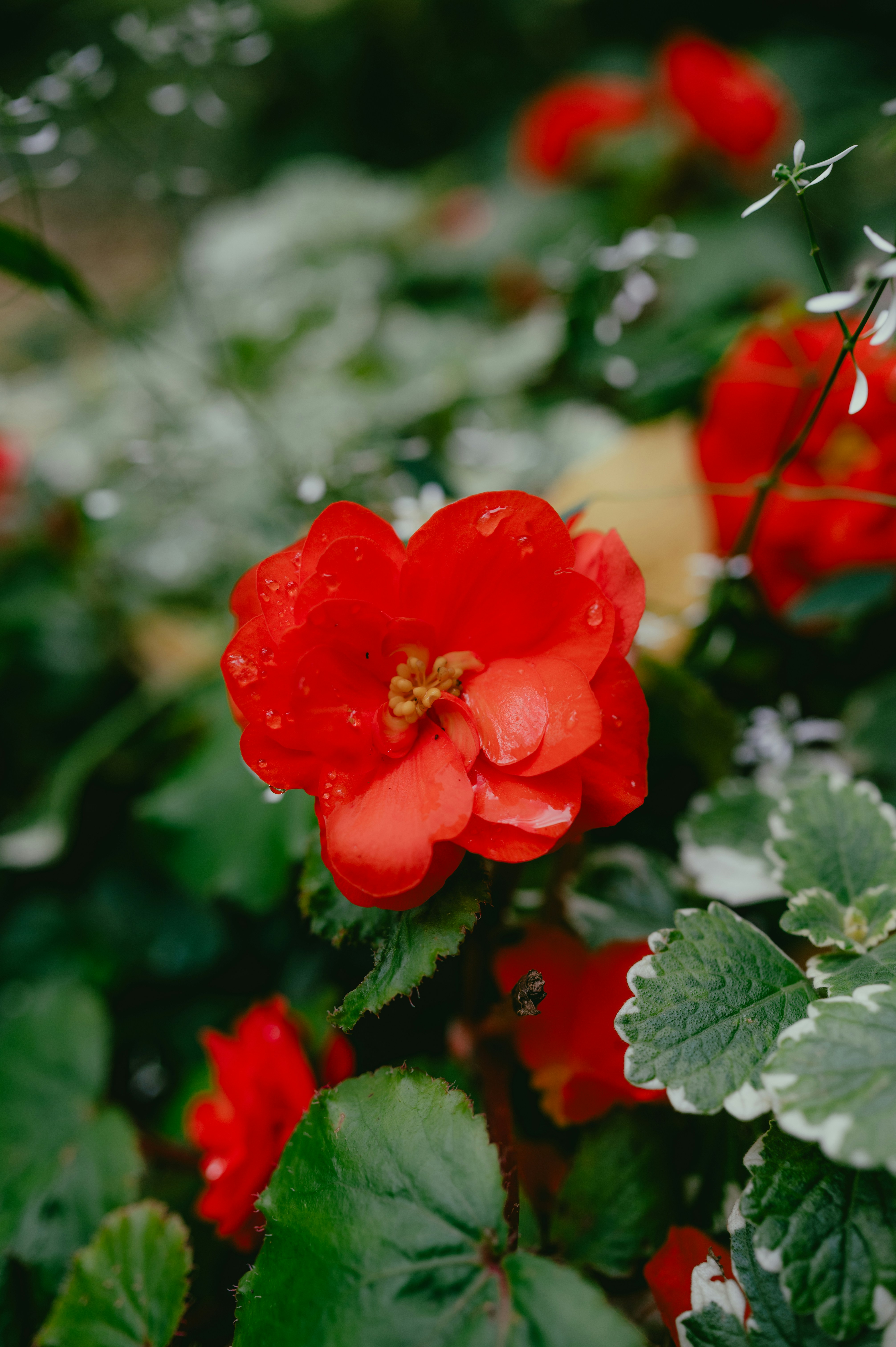 Photo by luca_severin