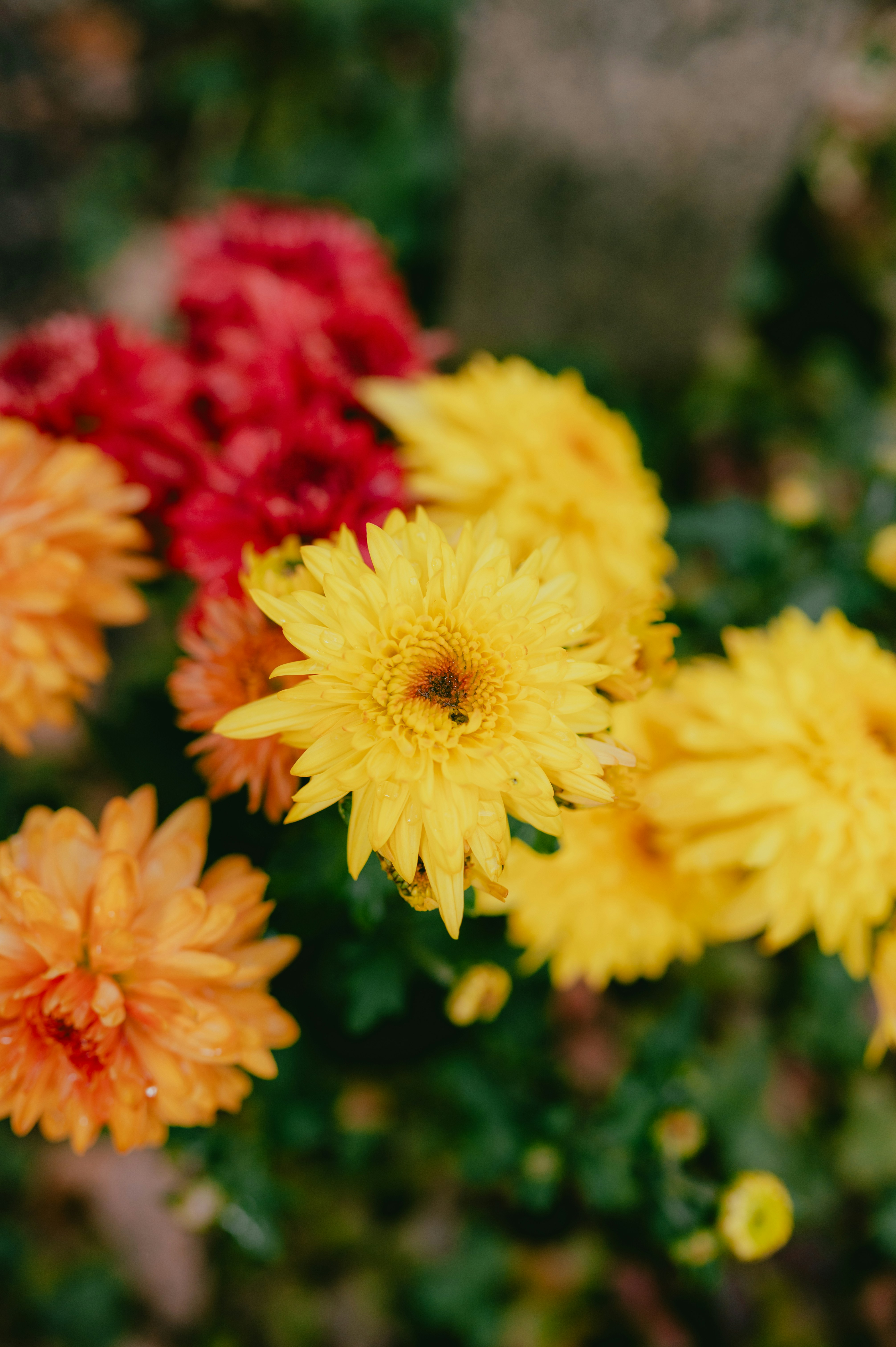 Photo by luca_severin