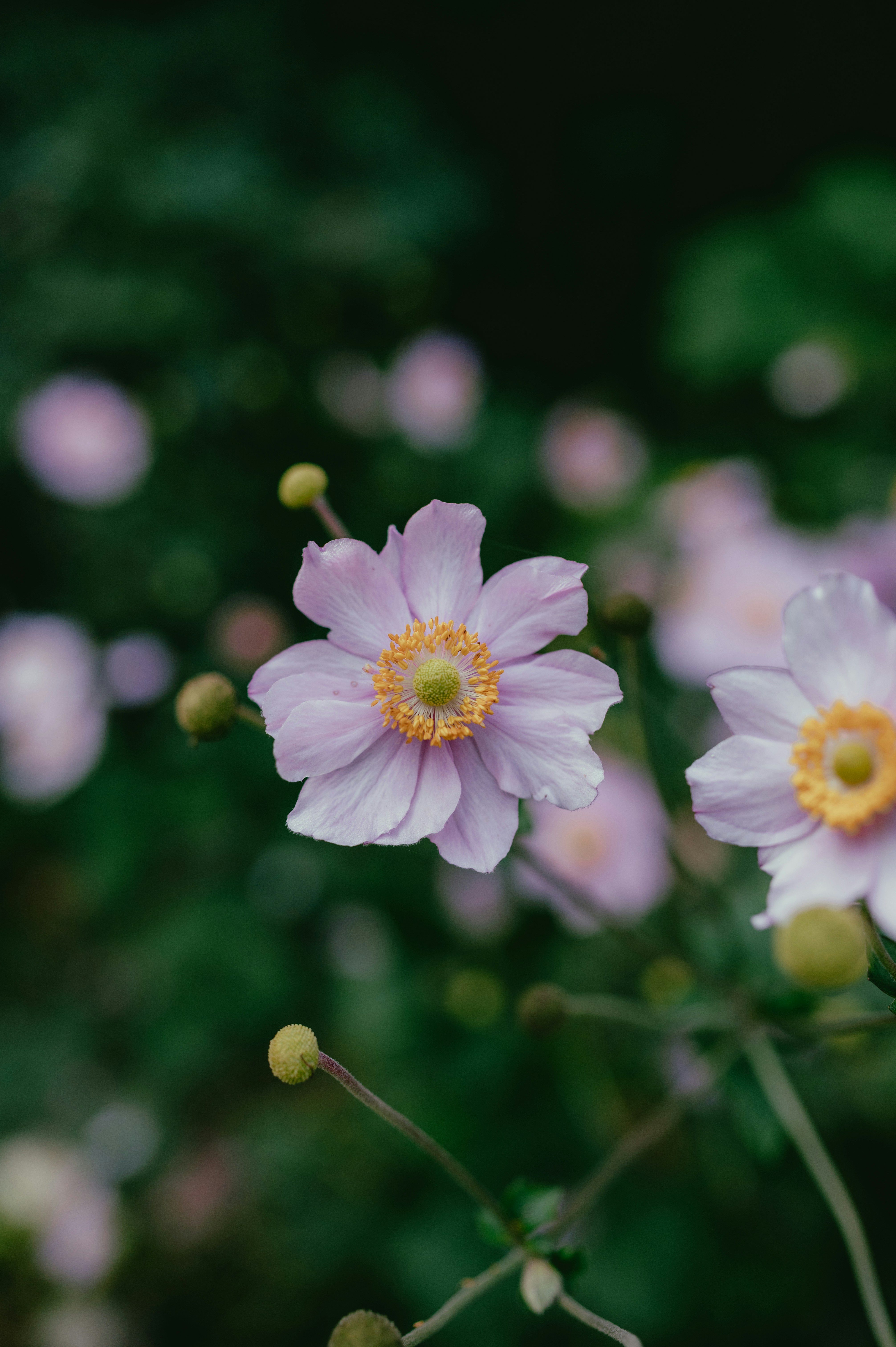 Photo by luca_severin