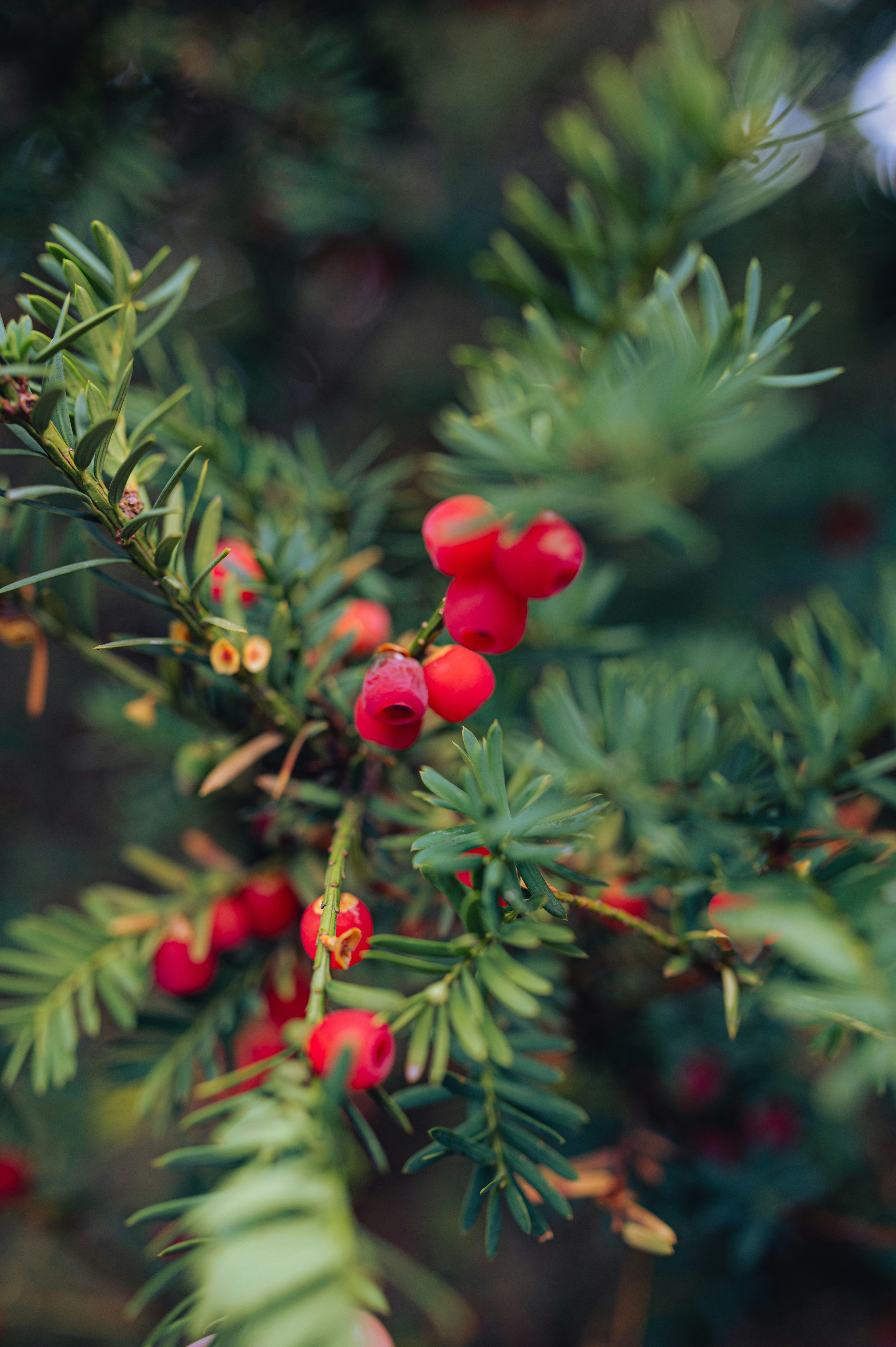 Photo by luca_severin