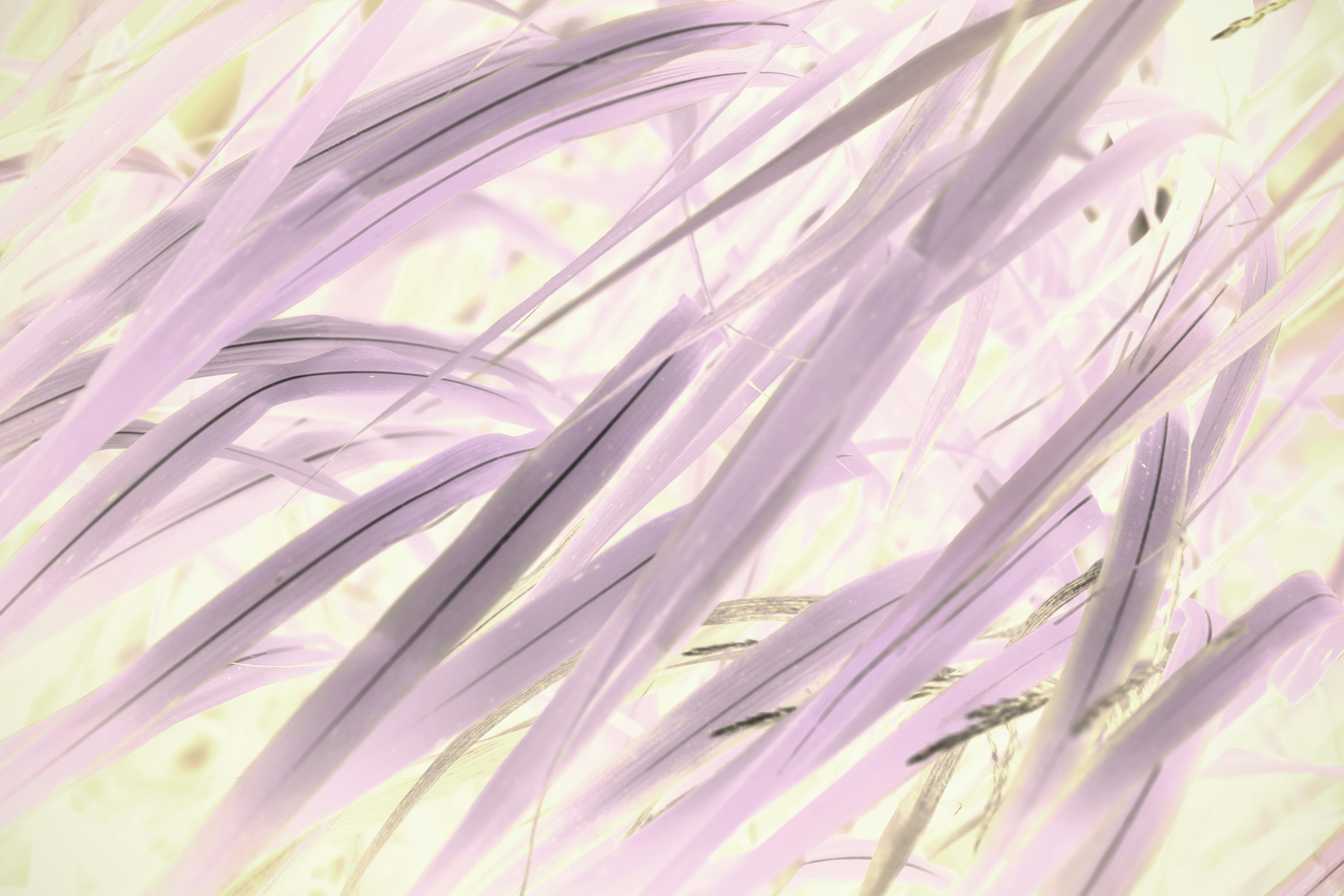 Abstract light purple and white grass blades