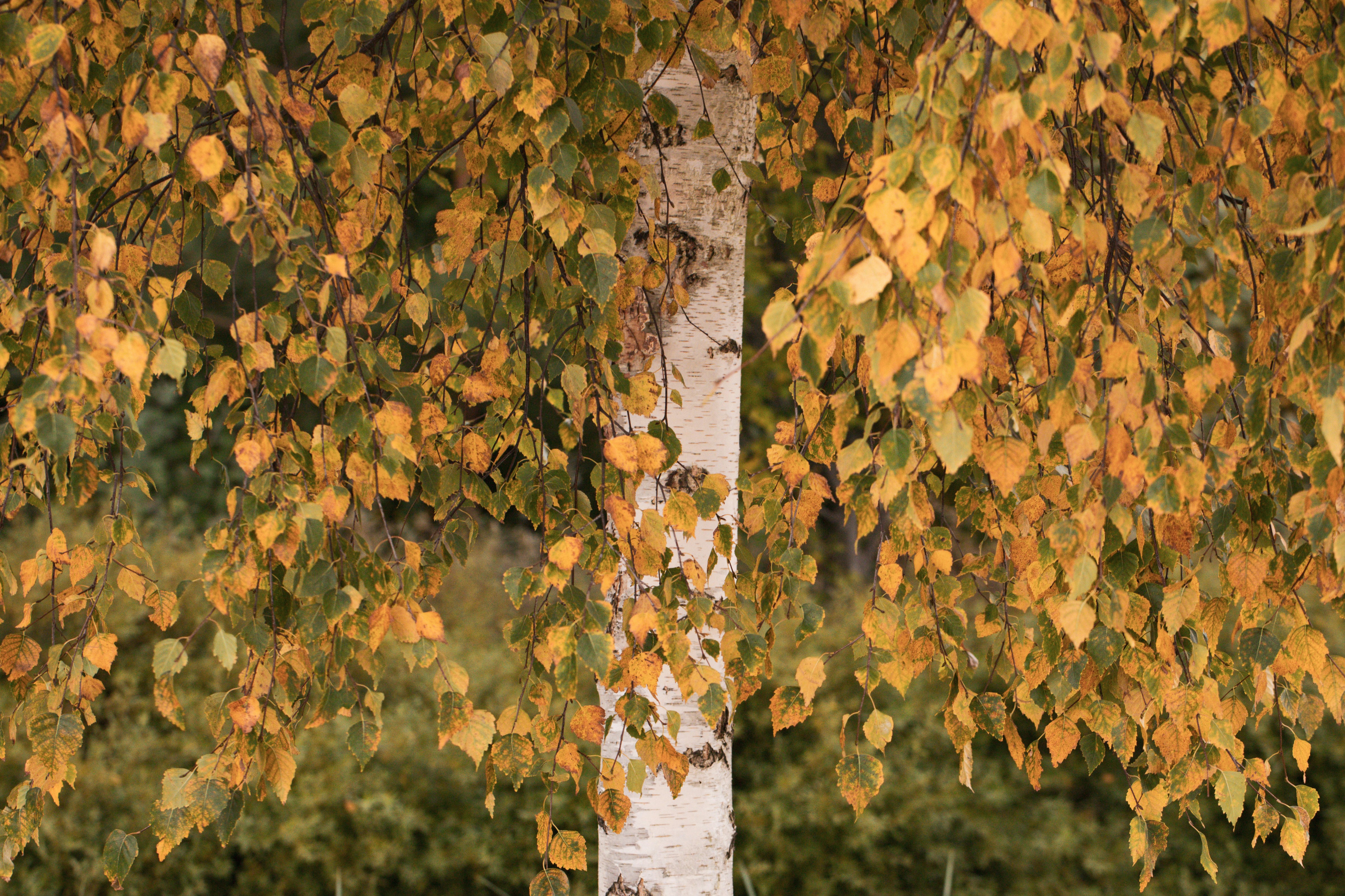 Birch tree trunk with autumn leaves