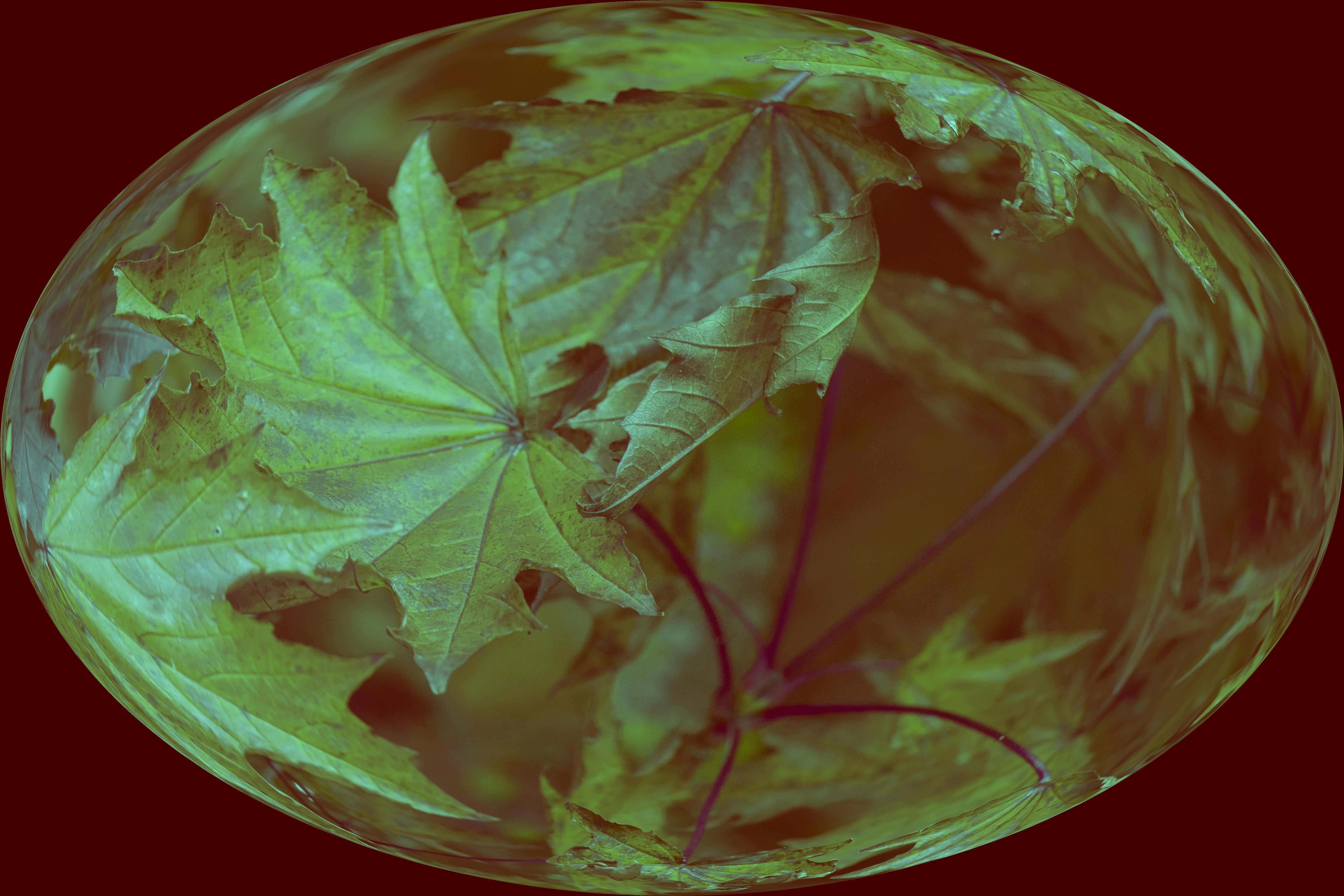 Close-up of green maple leaves in a distorted oval shape.