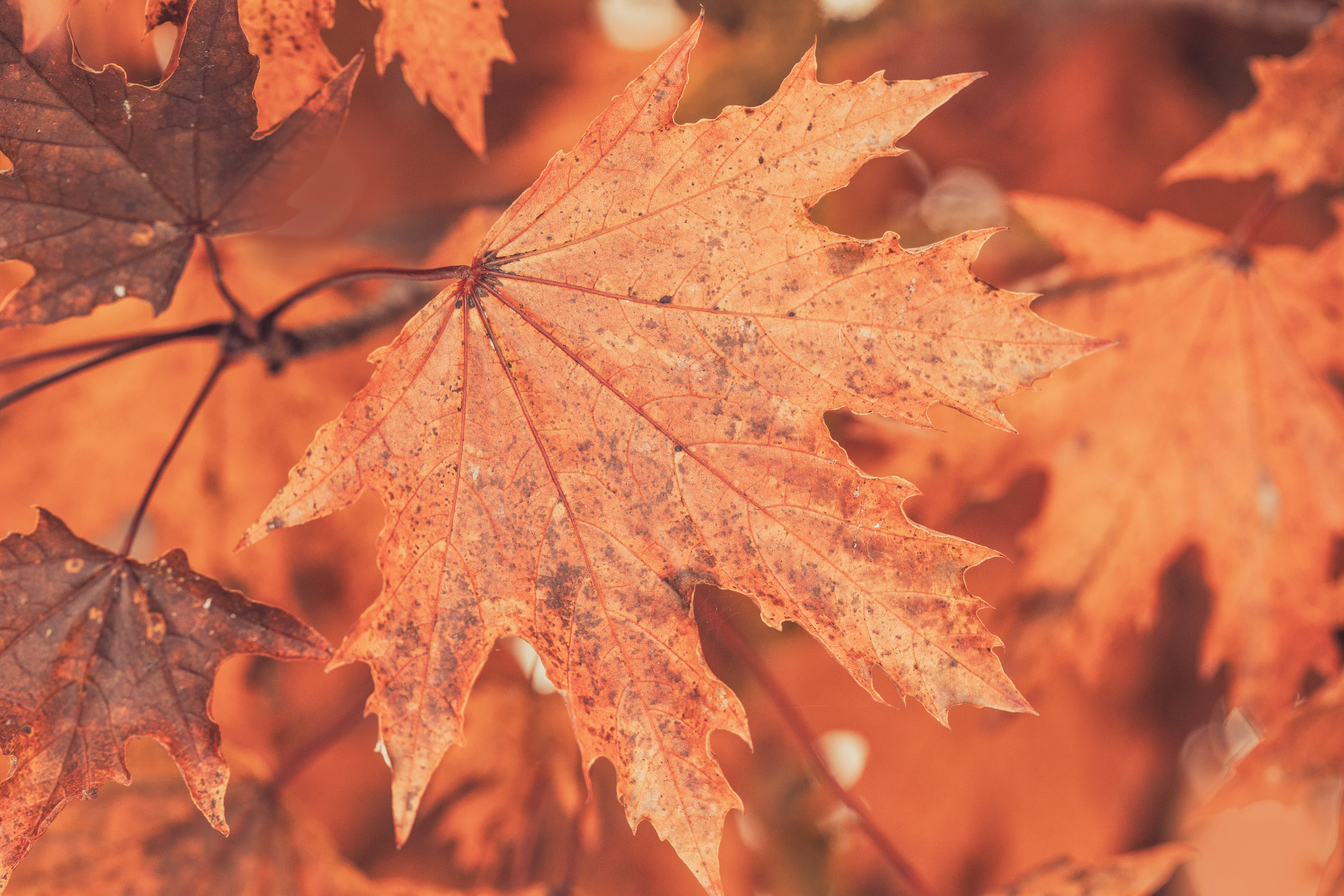 Close-up of vibrant orange maple leaves in autumn.