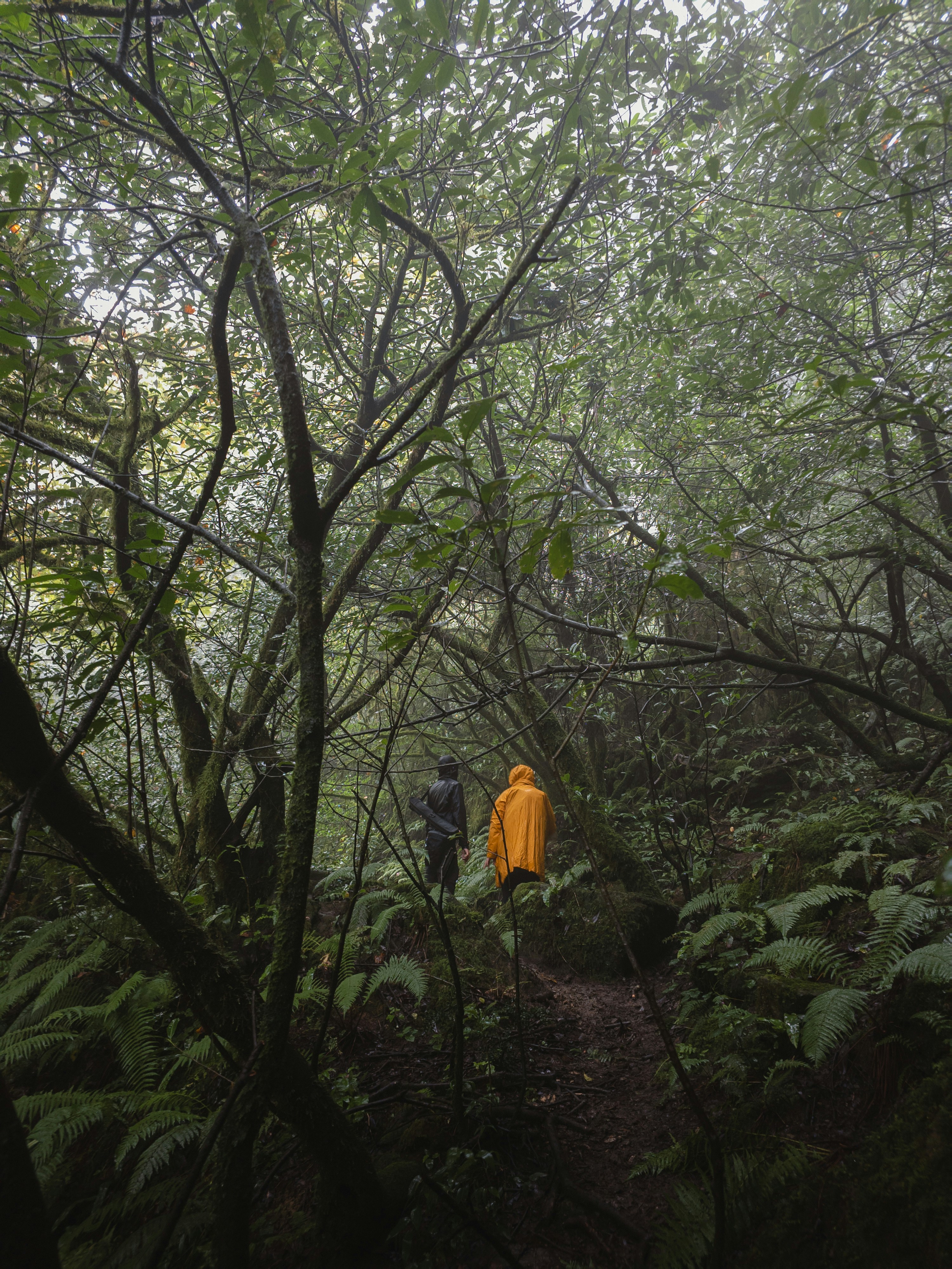 Two hikers walk through a misty, dense forest.