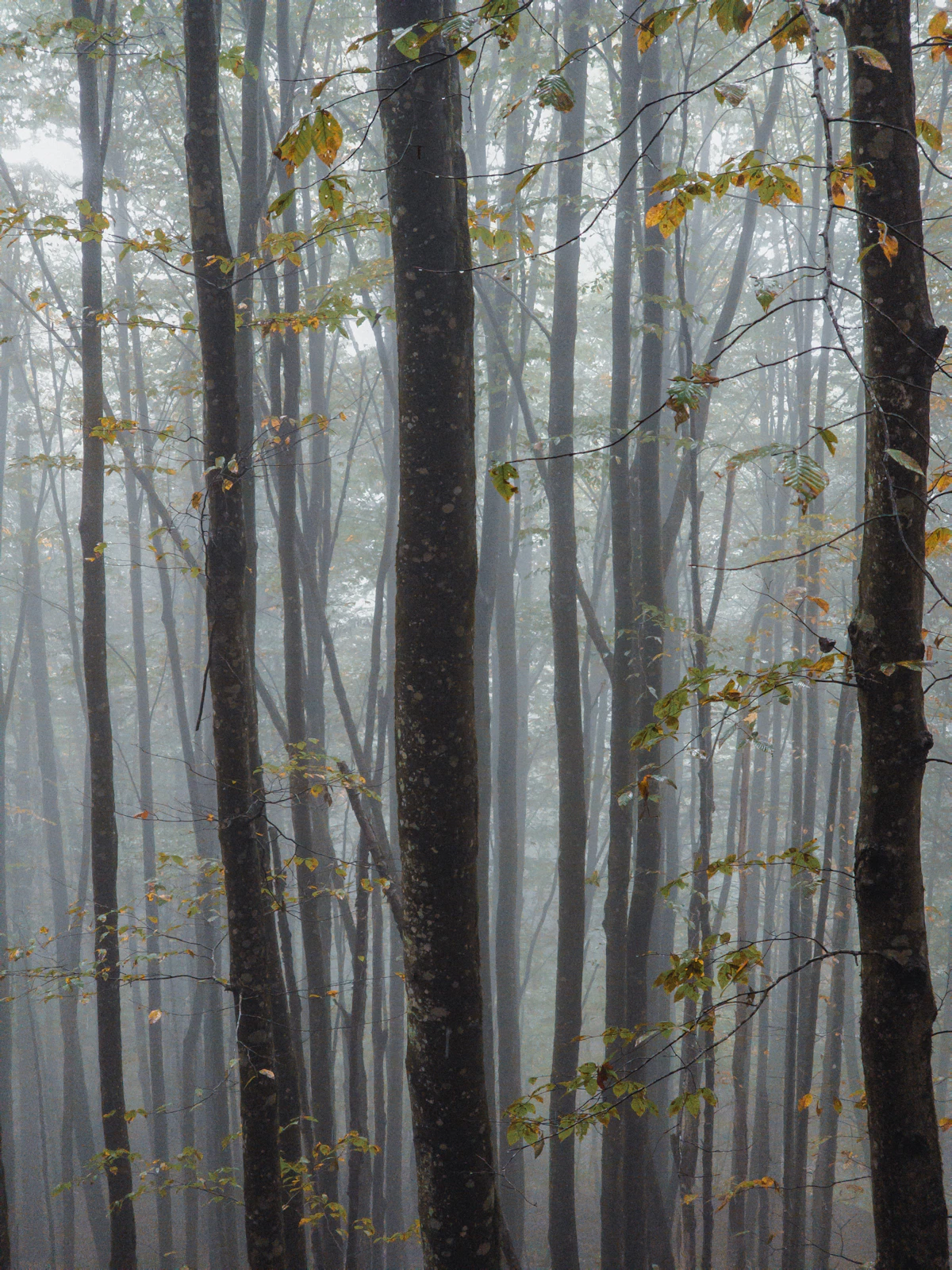Hayedo envuelto en niebla