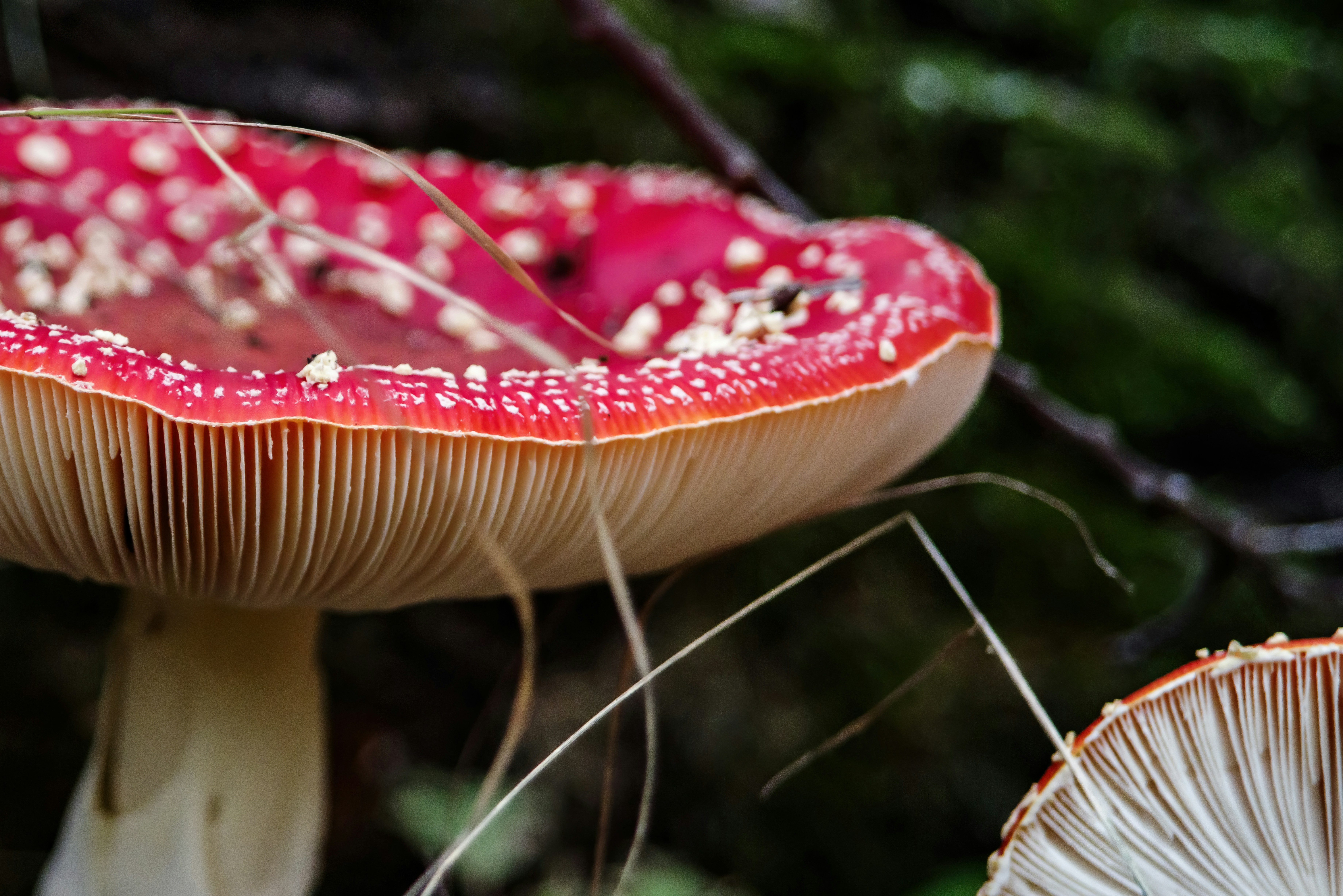 Close-up of a red mushroom with white spots in forest