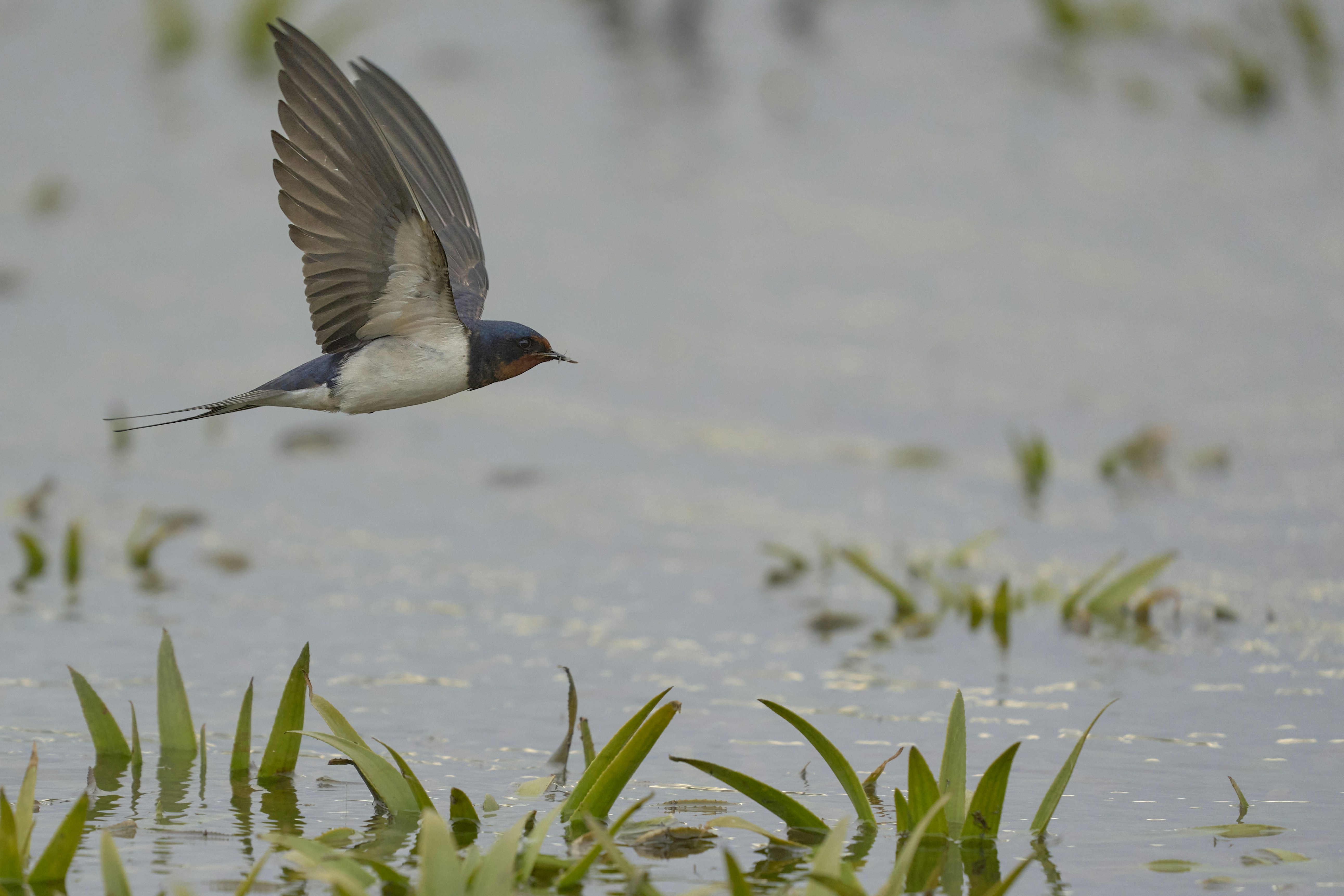 Photo by wolfgang_hasselmann