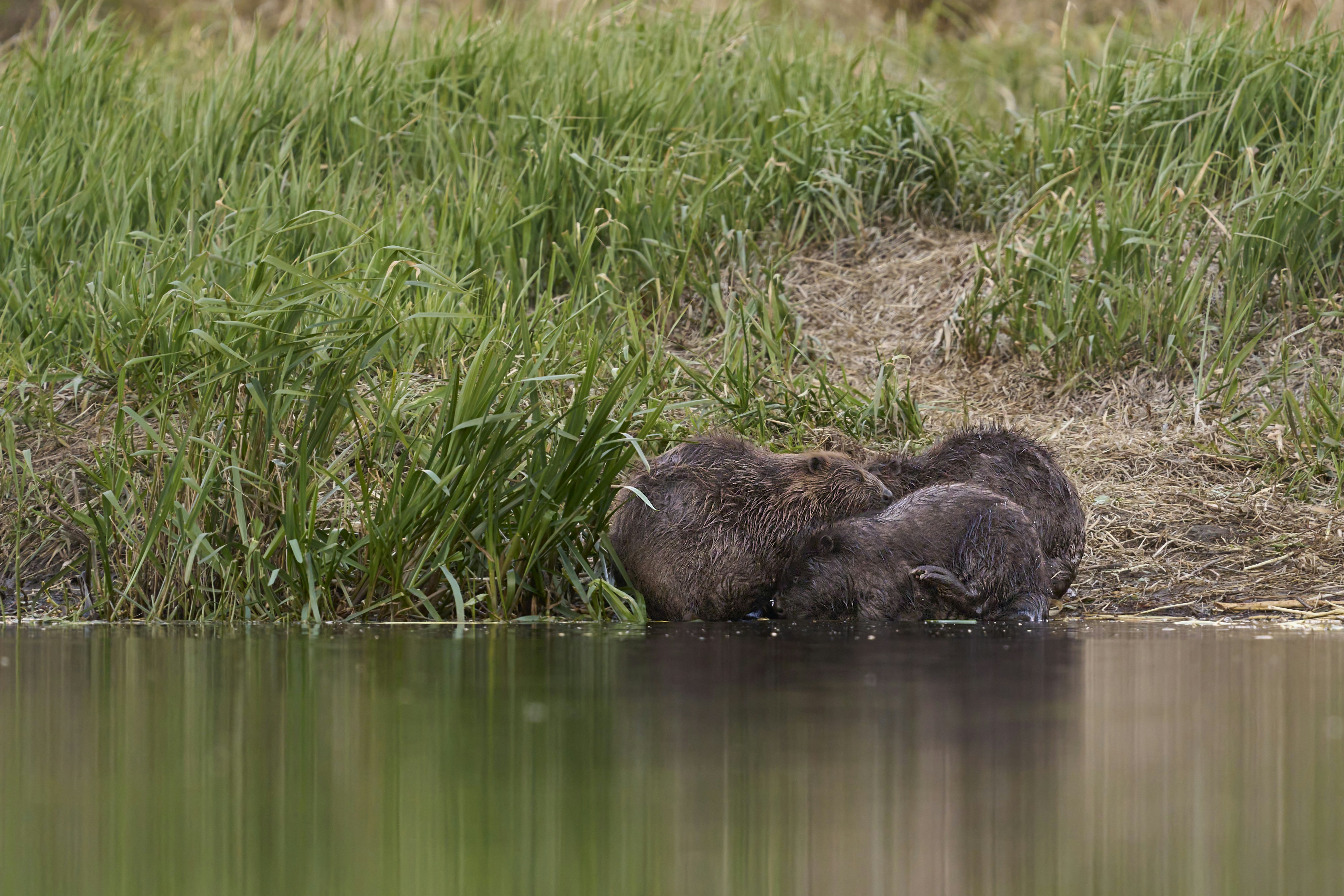 Photo by wolfgang_hasselmann