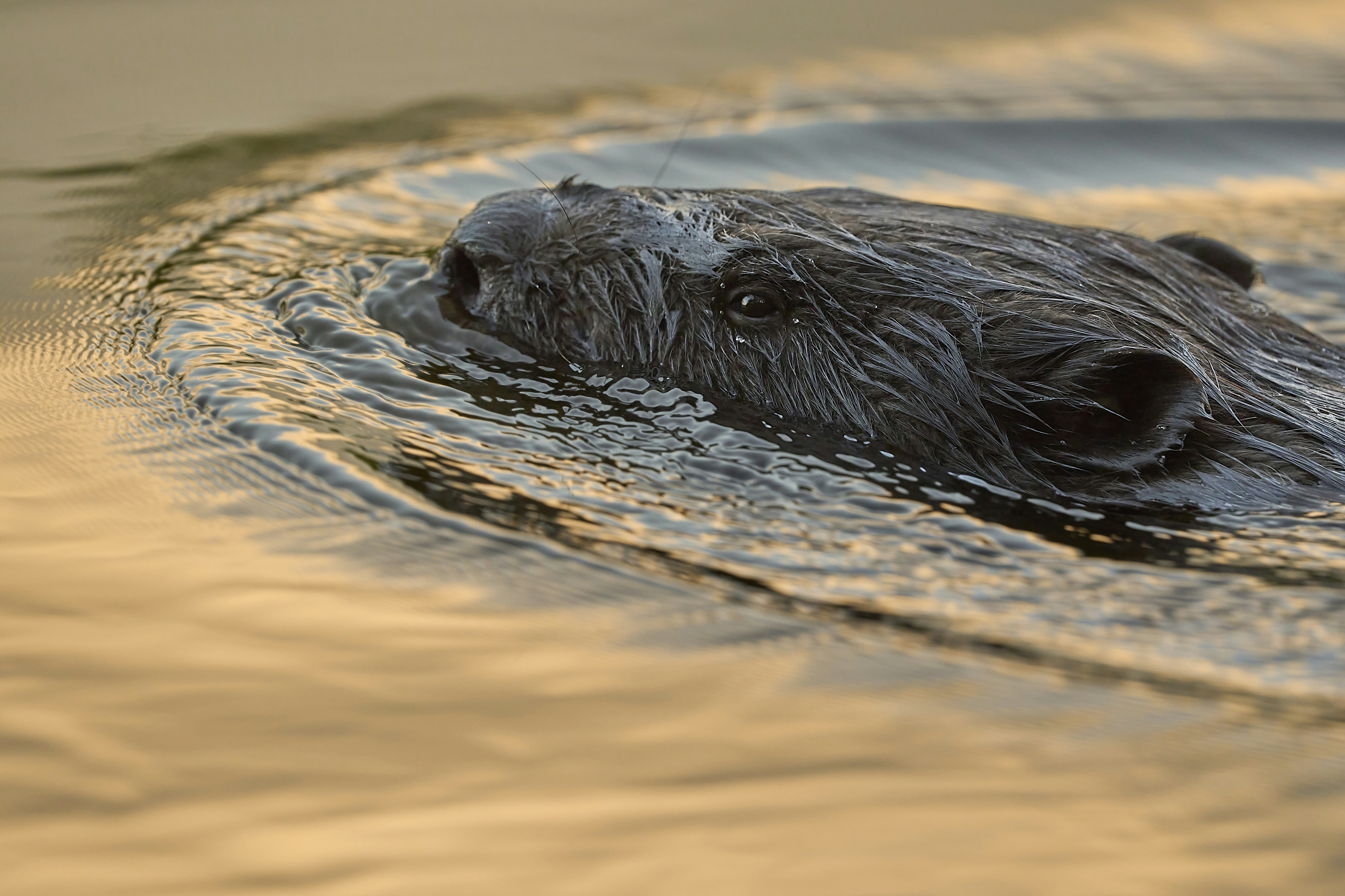 Photo by wolfgang_hasselmann