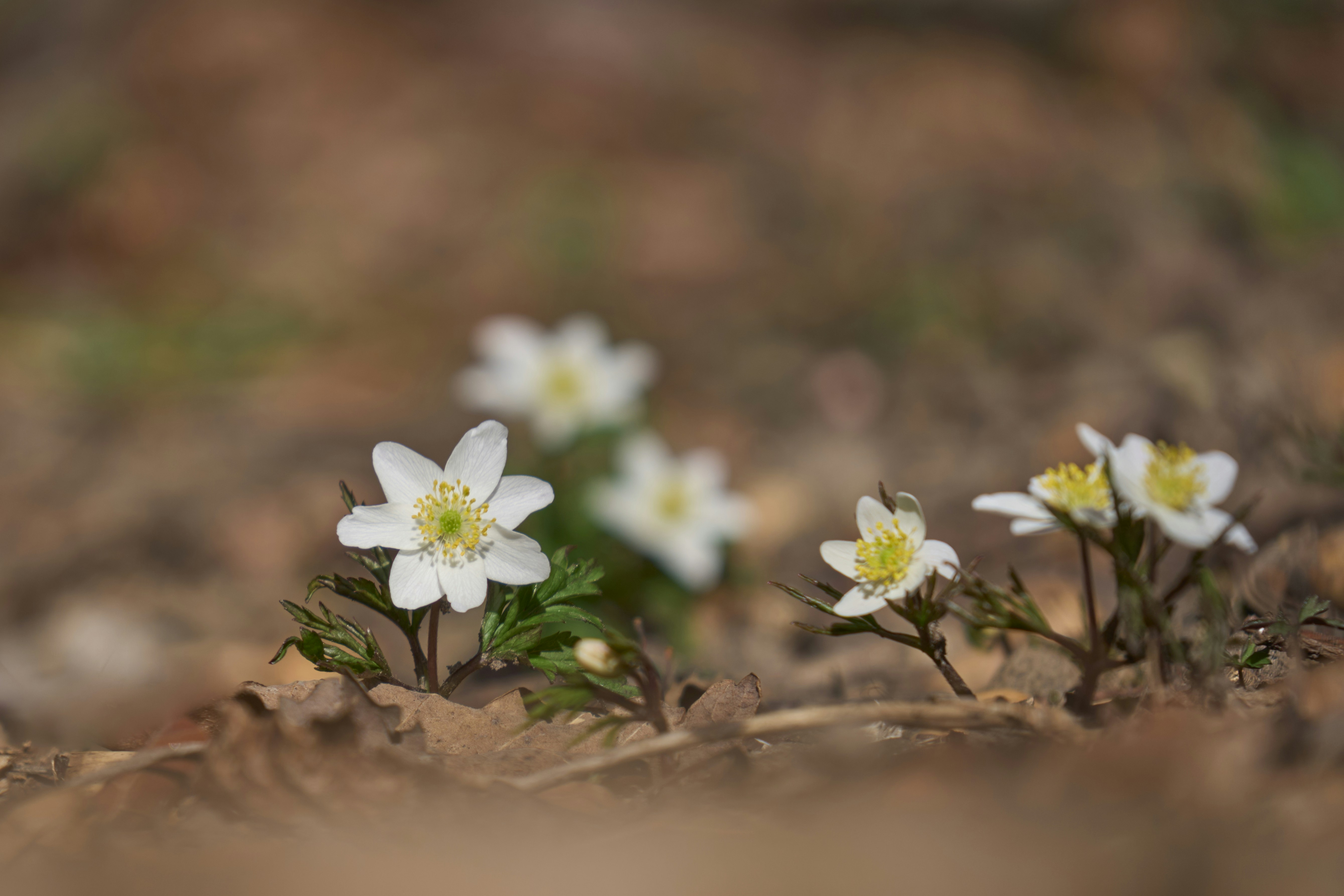 Photo by wolfgang_hasselmann