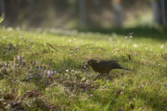 A small bird pecking at the ground