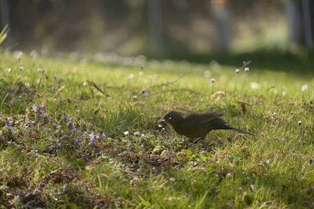 A small bird pecking at the ground