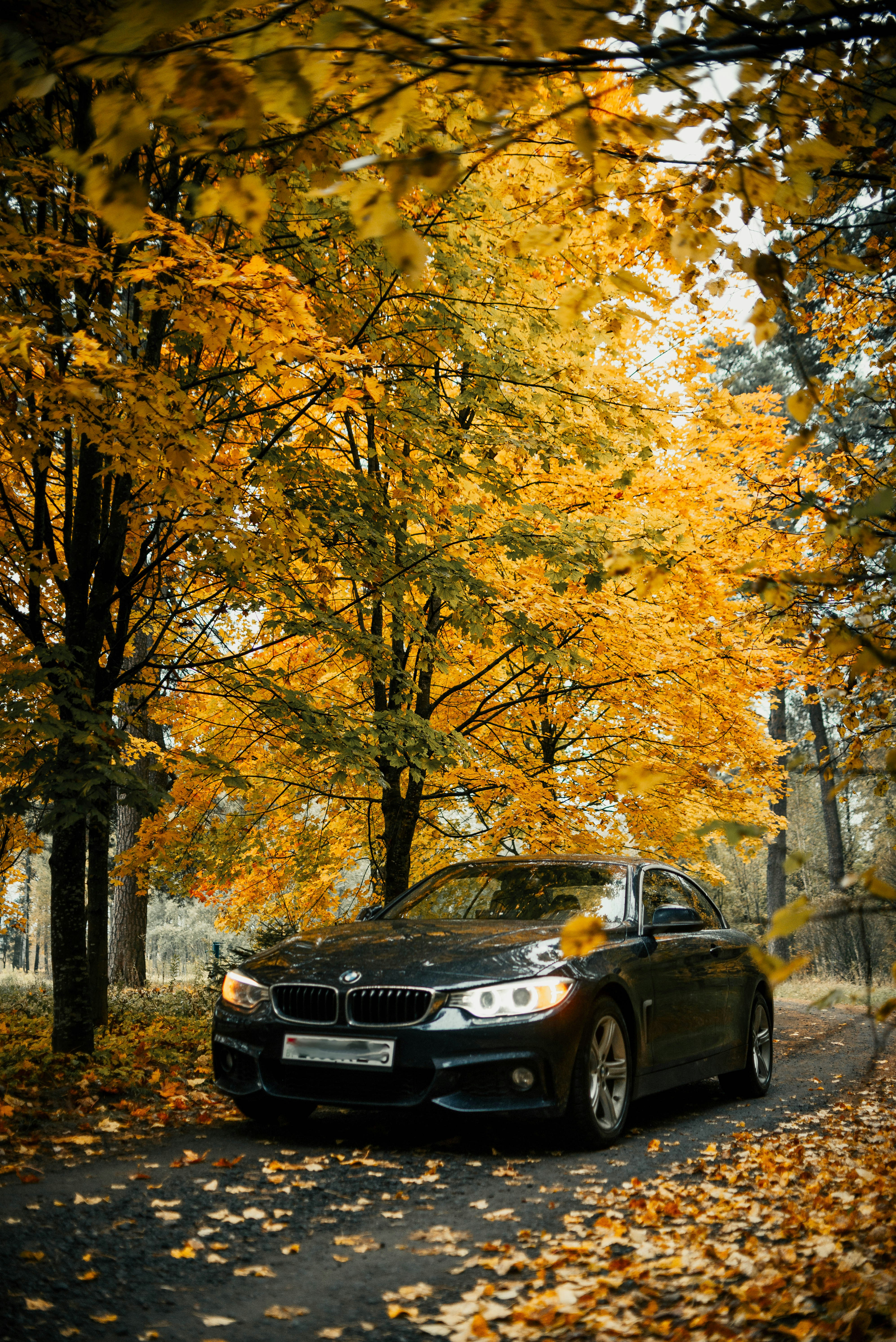 Dark car drives through autumn forest with yellow leaves.