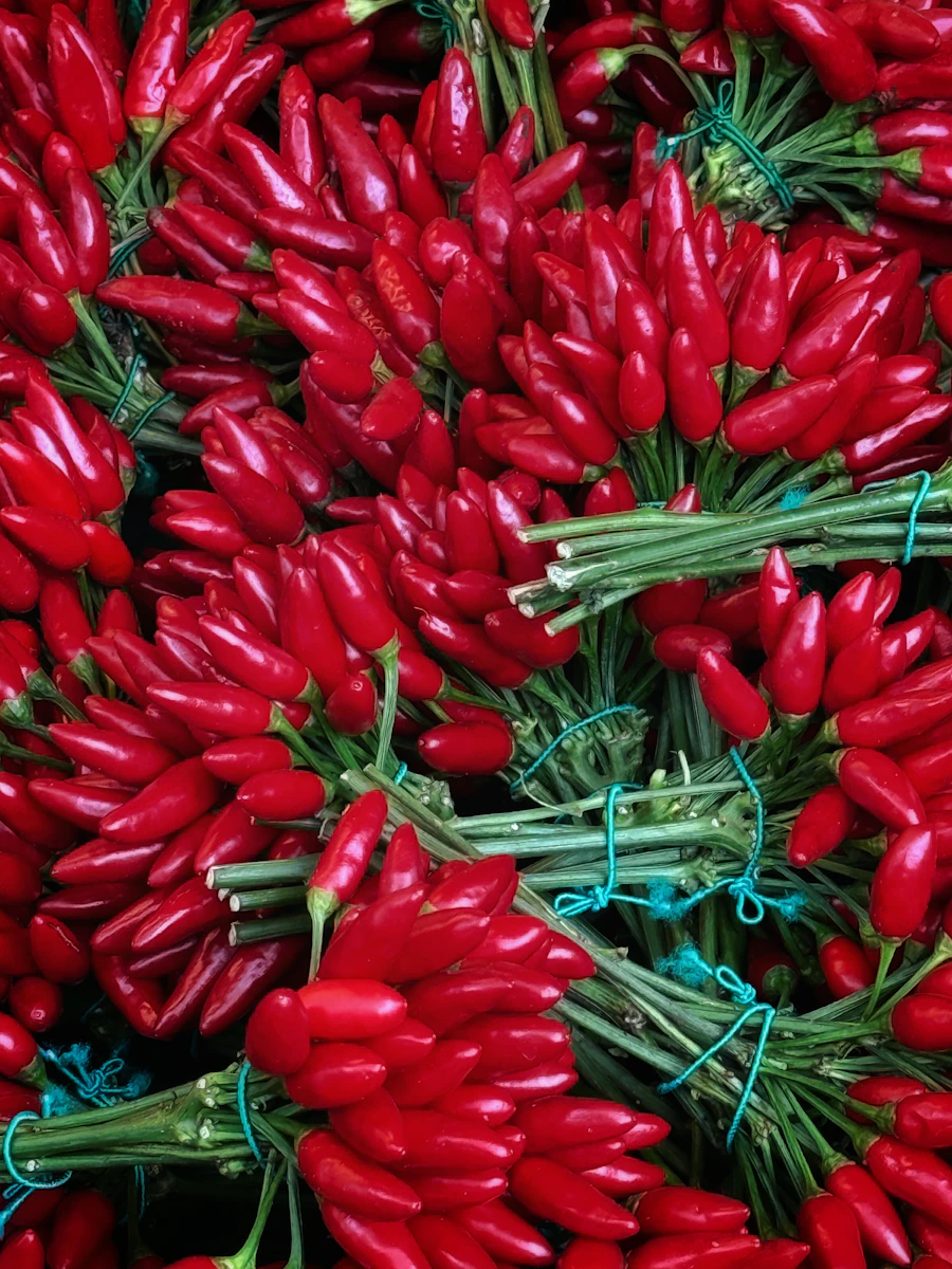 Manojos de chile rojo fresco