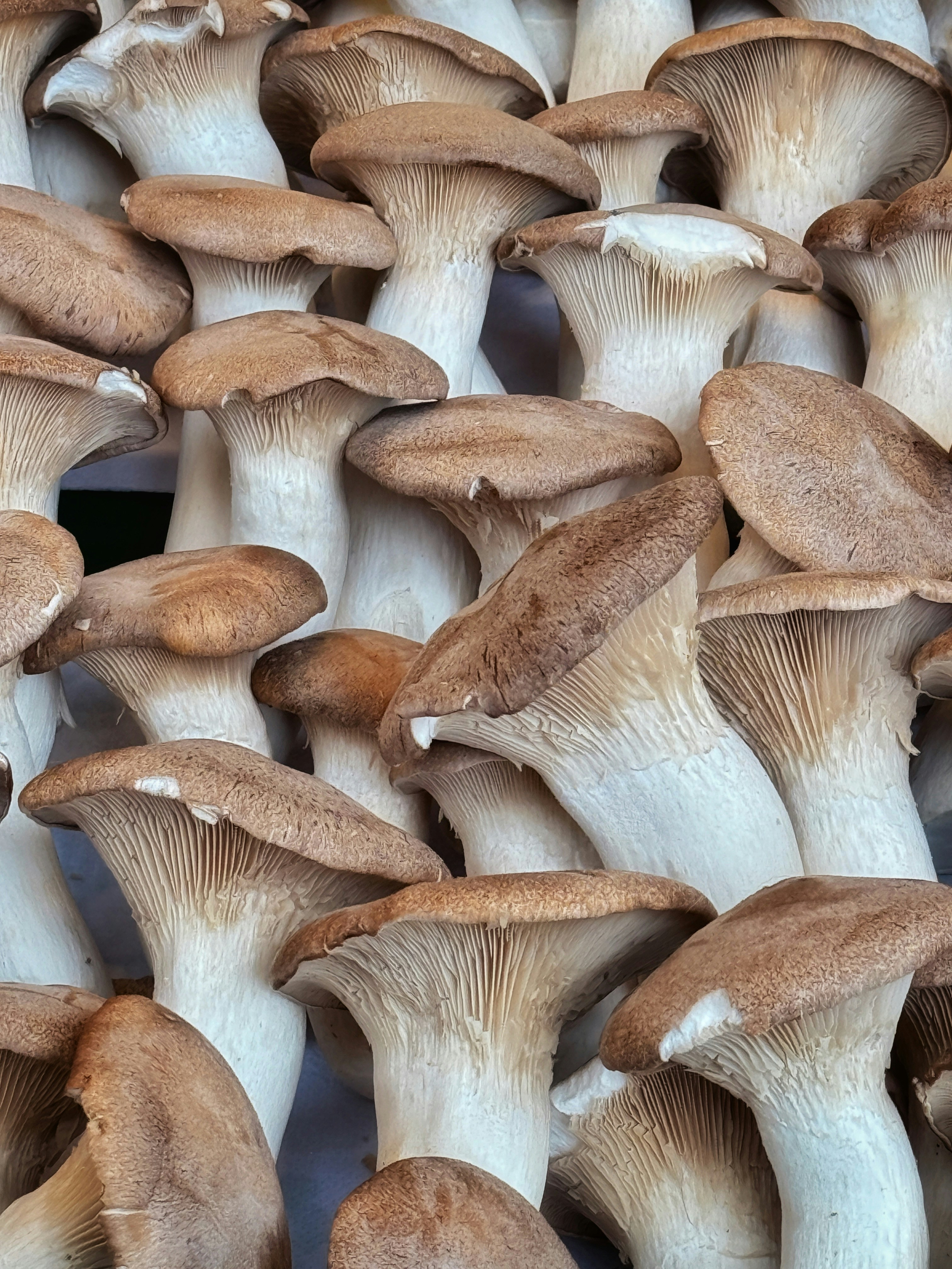 mushroom farm, wallpaper, Bisnis Jamur Tiram: Peluang, Cara Budidaya, & Keuntungan 5