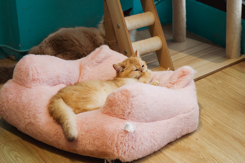 A ginger cat rests on a pink fluffy cushion.