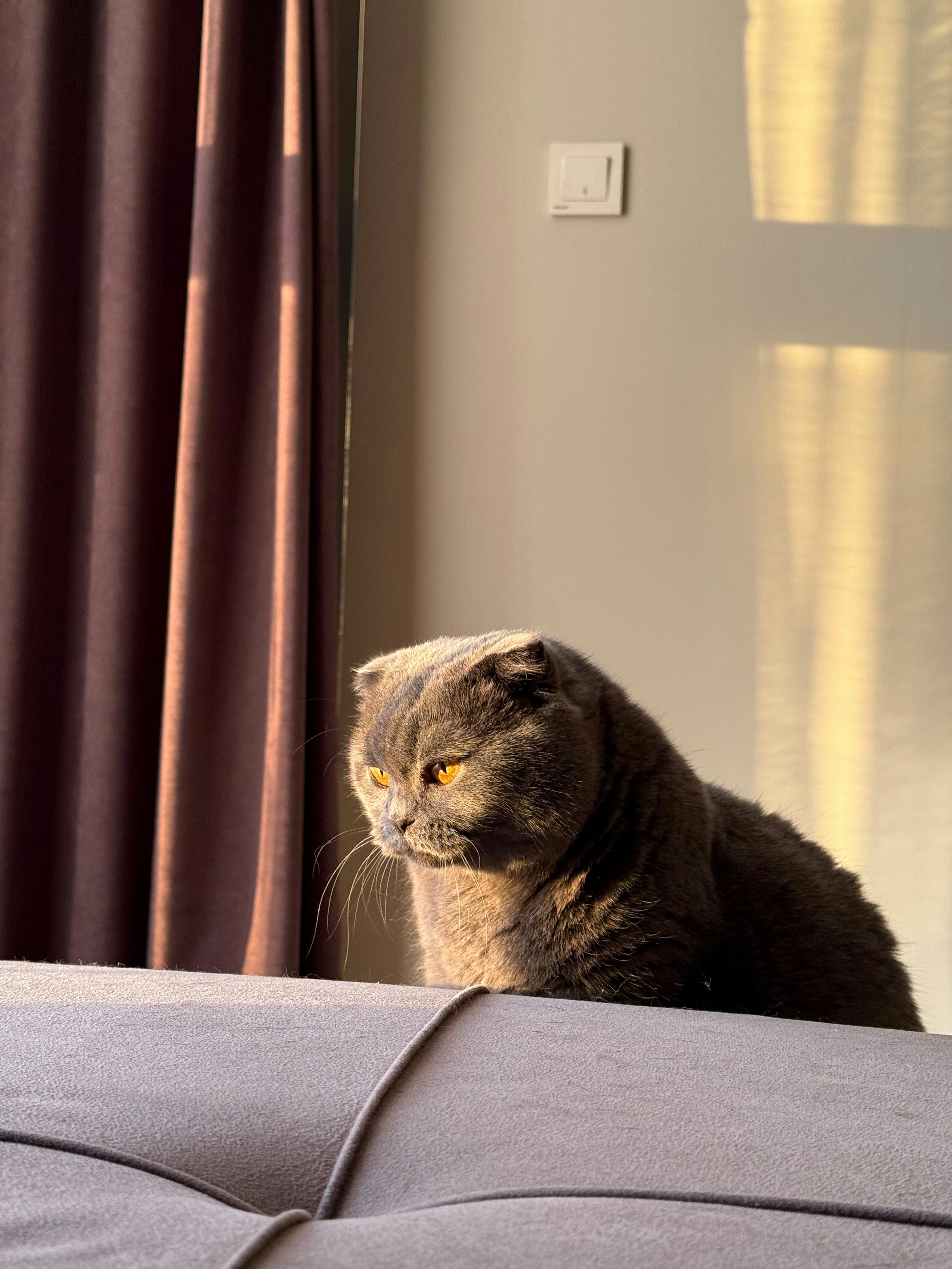 A grey cat sits on a sofa in sunlight.