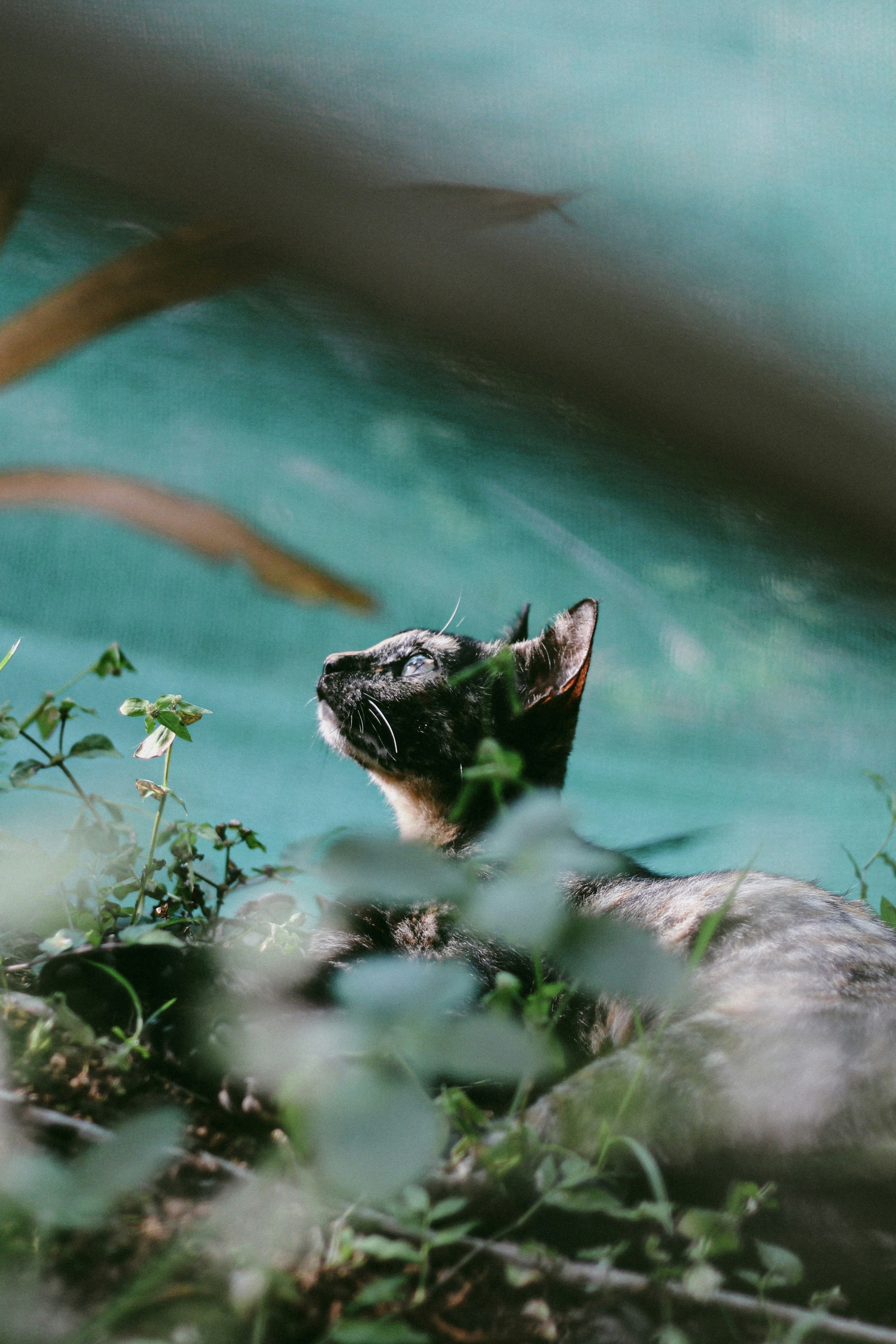 A cat looks up from behind green leaves.