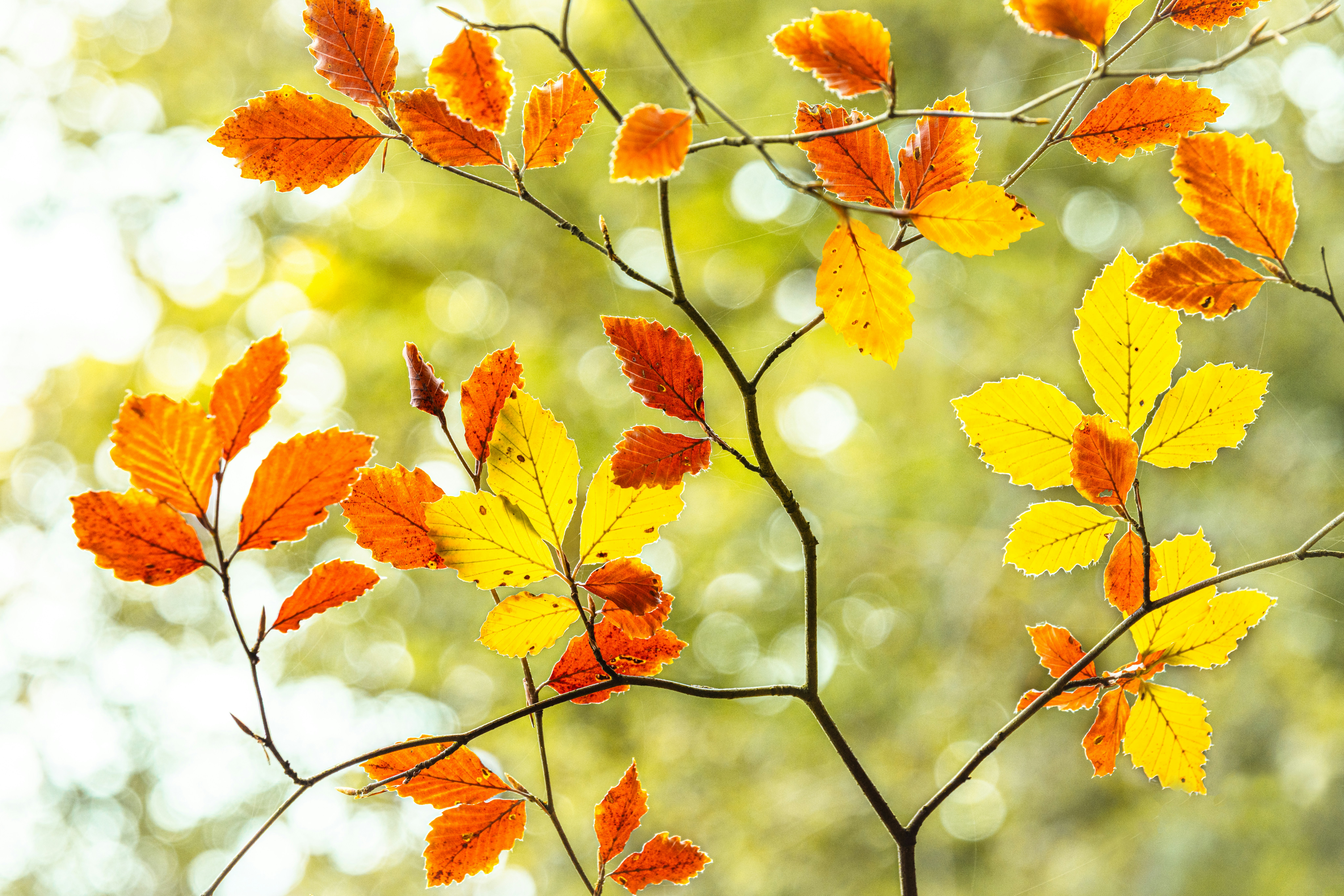 Autumn leaves in warm colors on branches