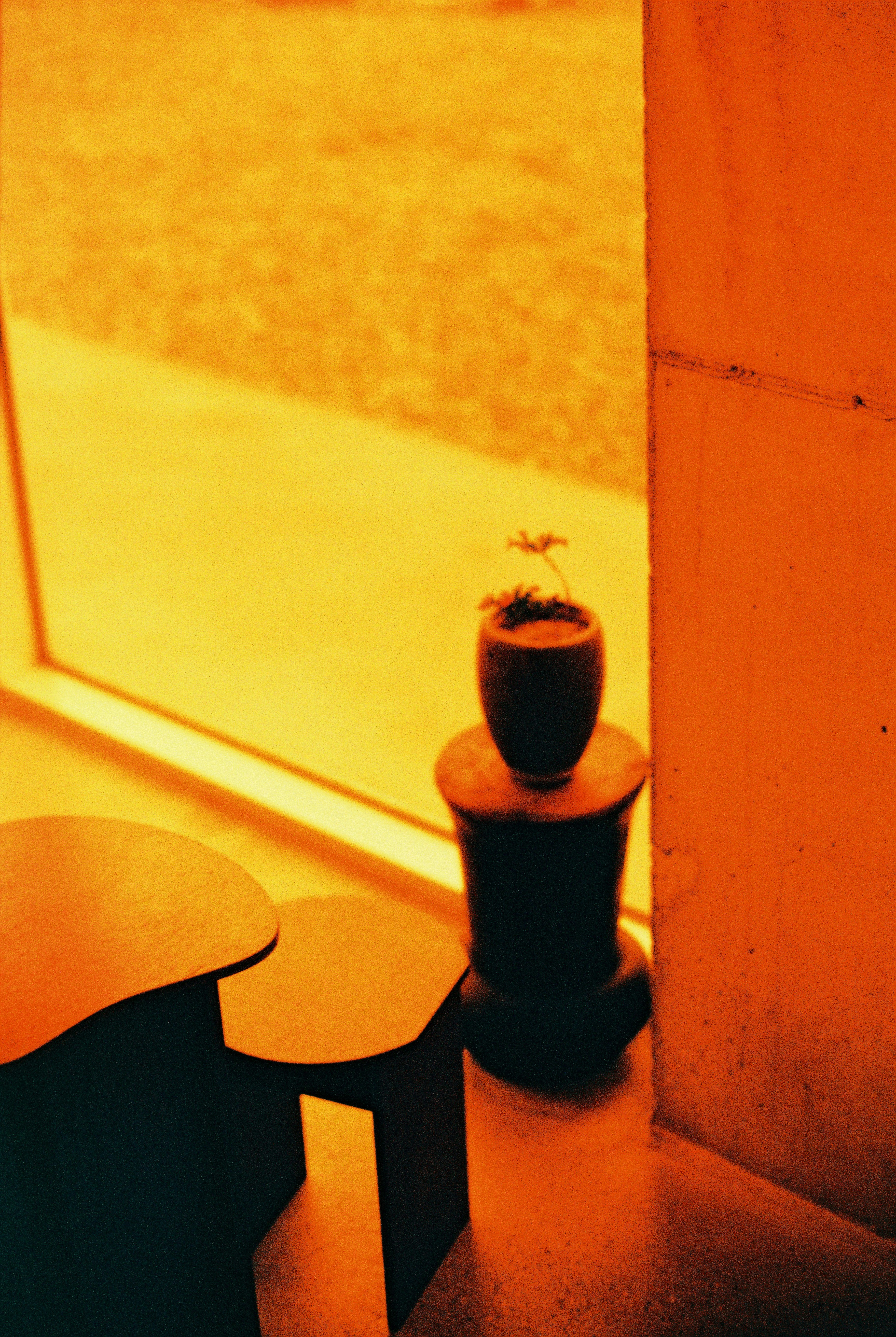 Small potted plant on a stand by the window.