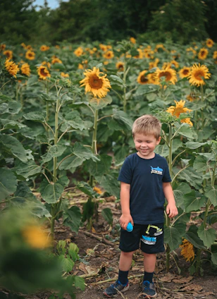 Young boy standing in a field of sunflowers