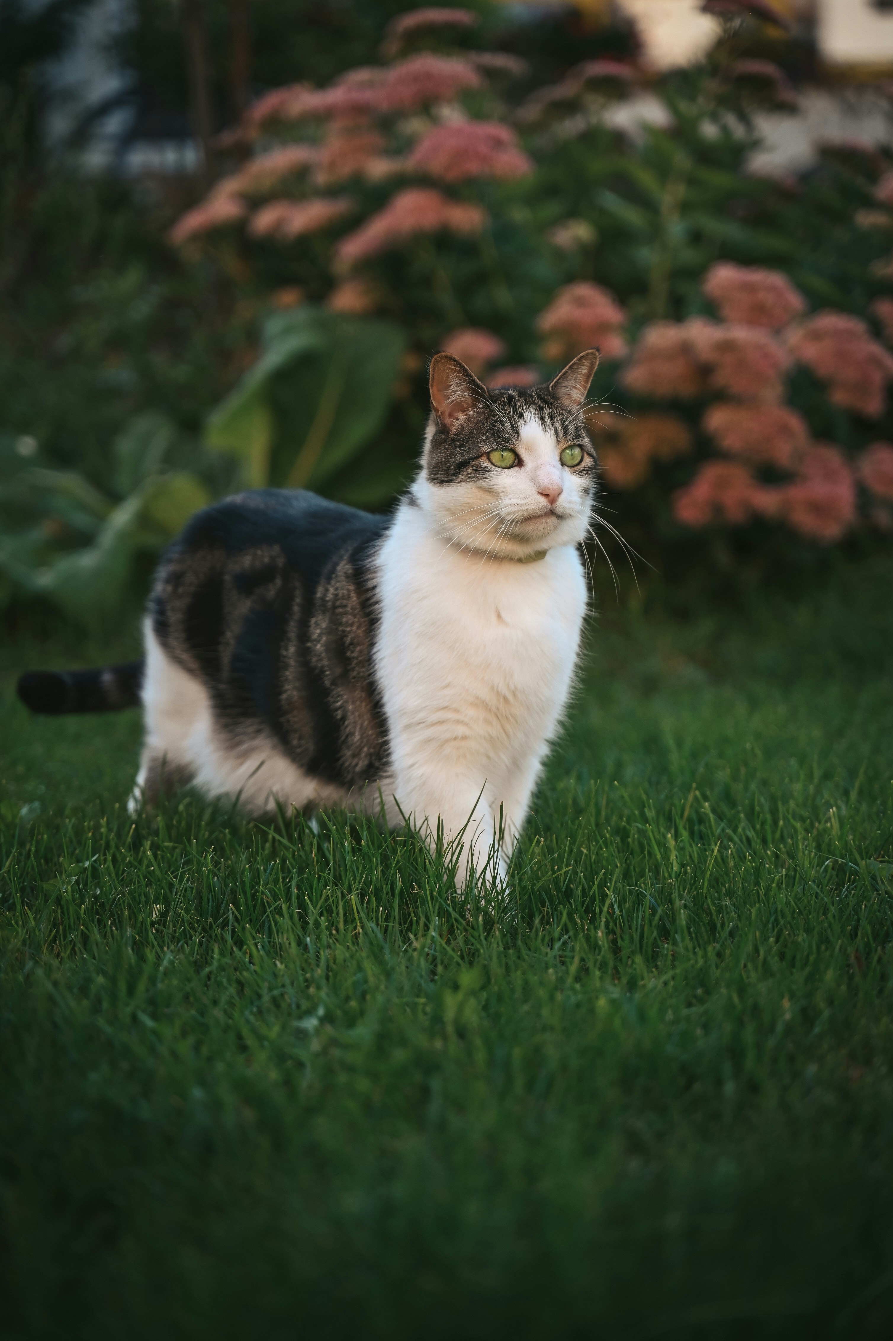 A tabby and white cat stands in green grass.
