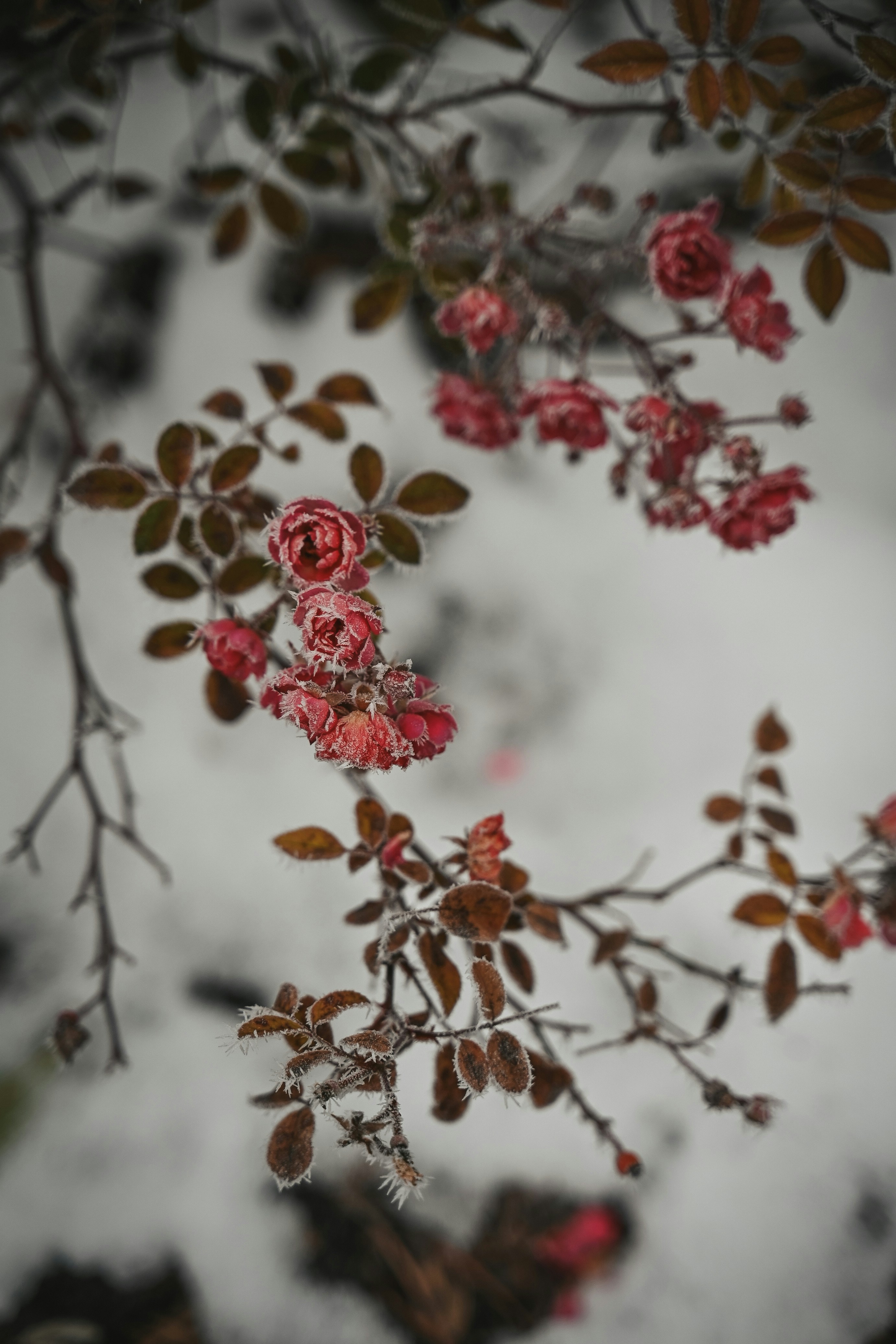 Frozen pink roses on a branch with snow.