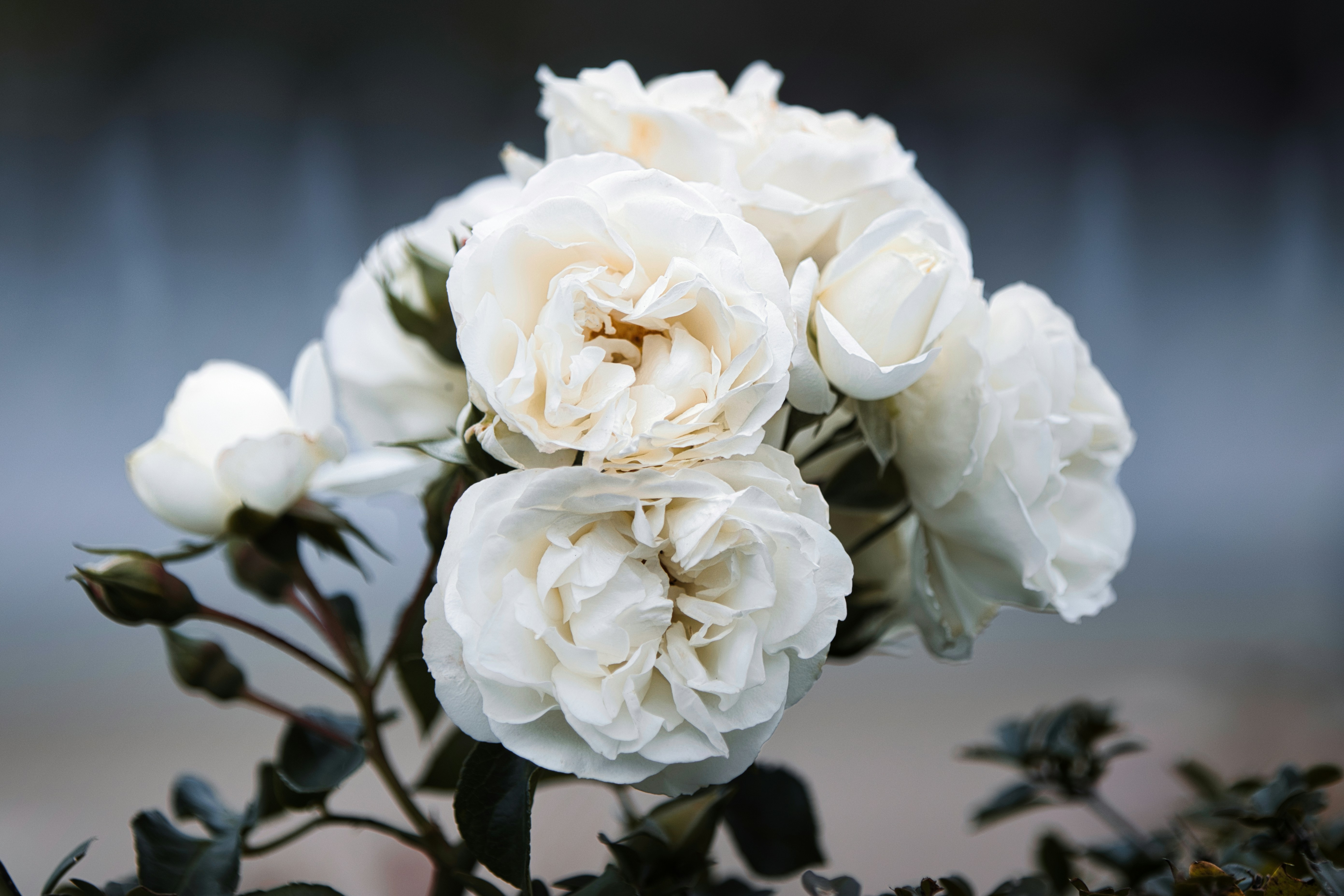 A bouquet of white roses with dark leaves.