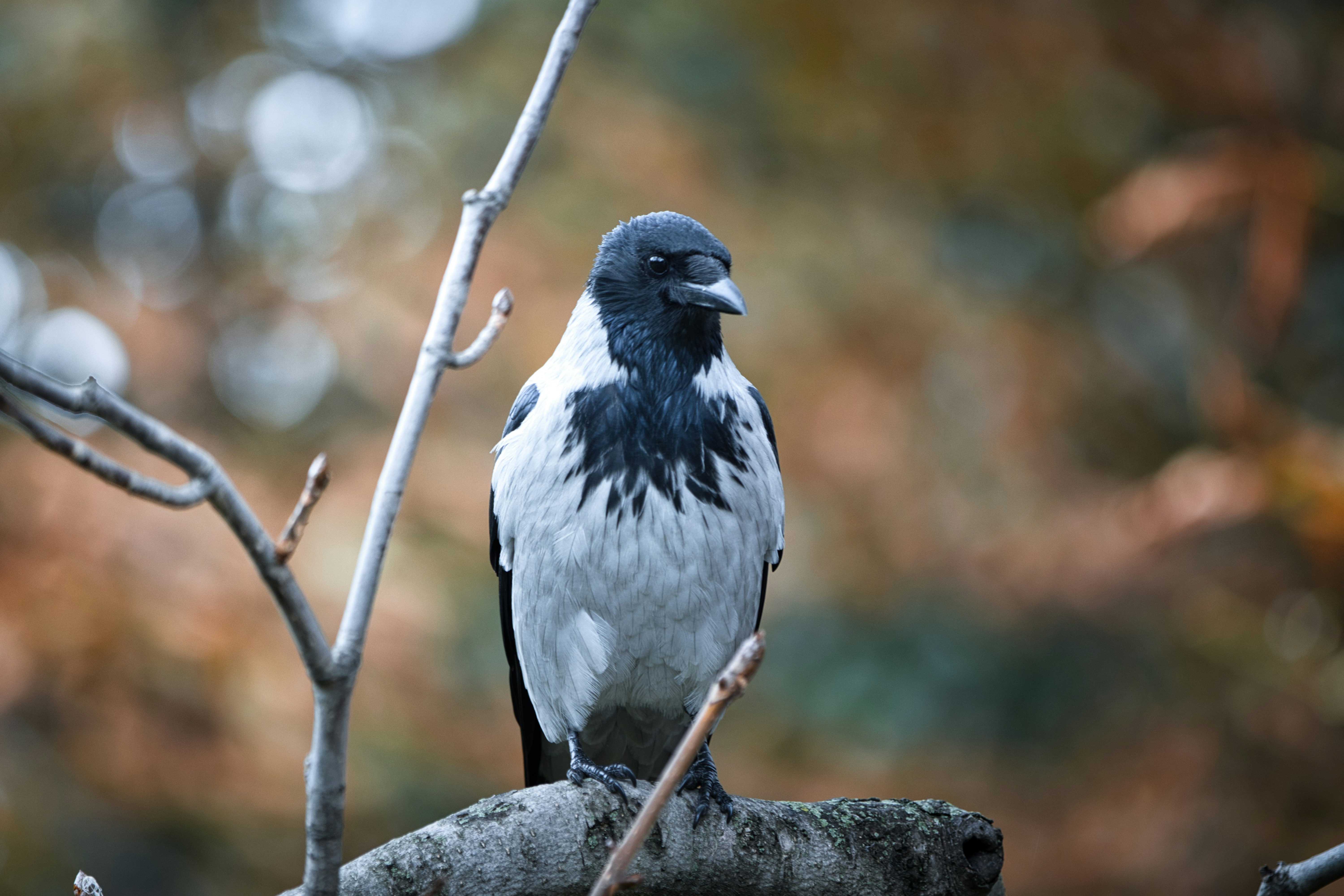 Photo by paws_and_prints