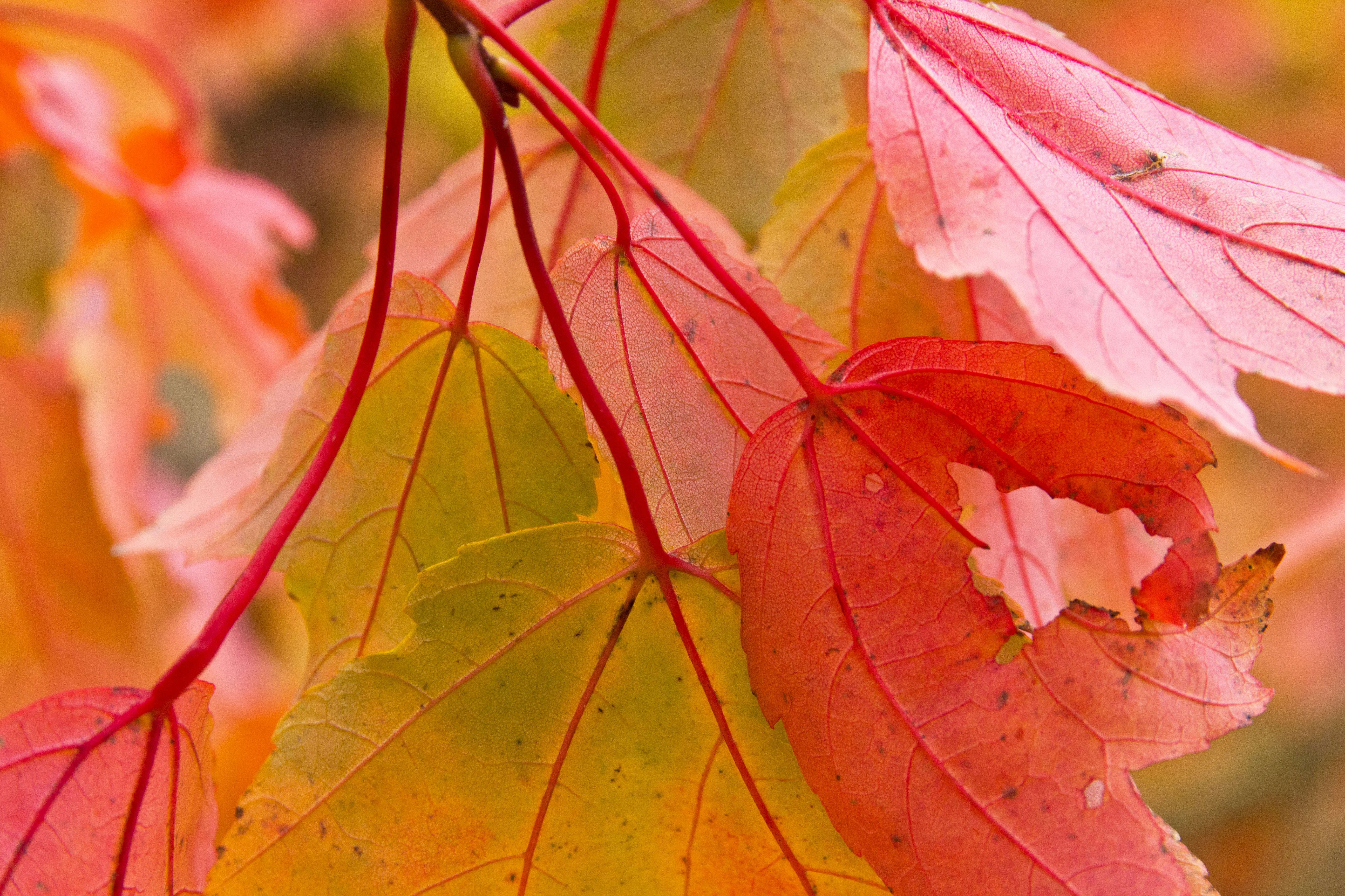 Photo by conniedevries