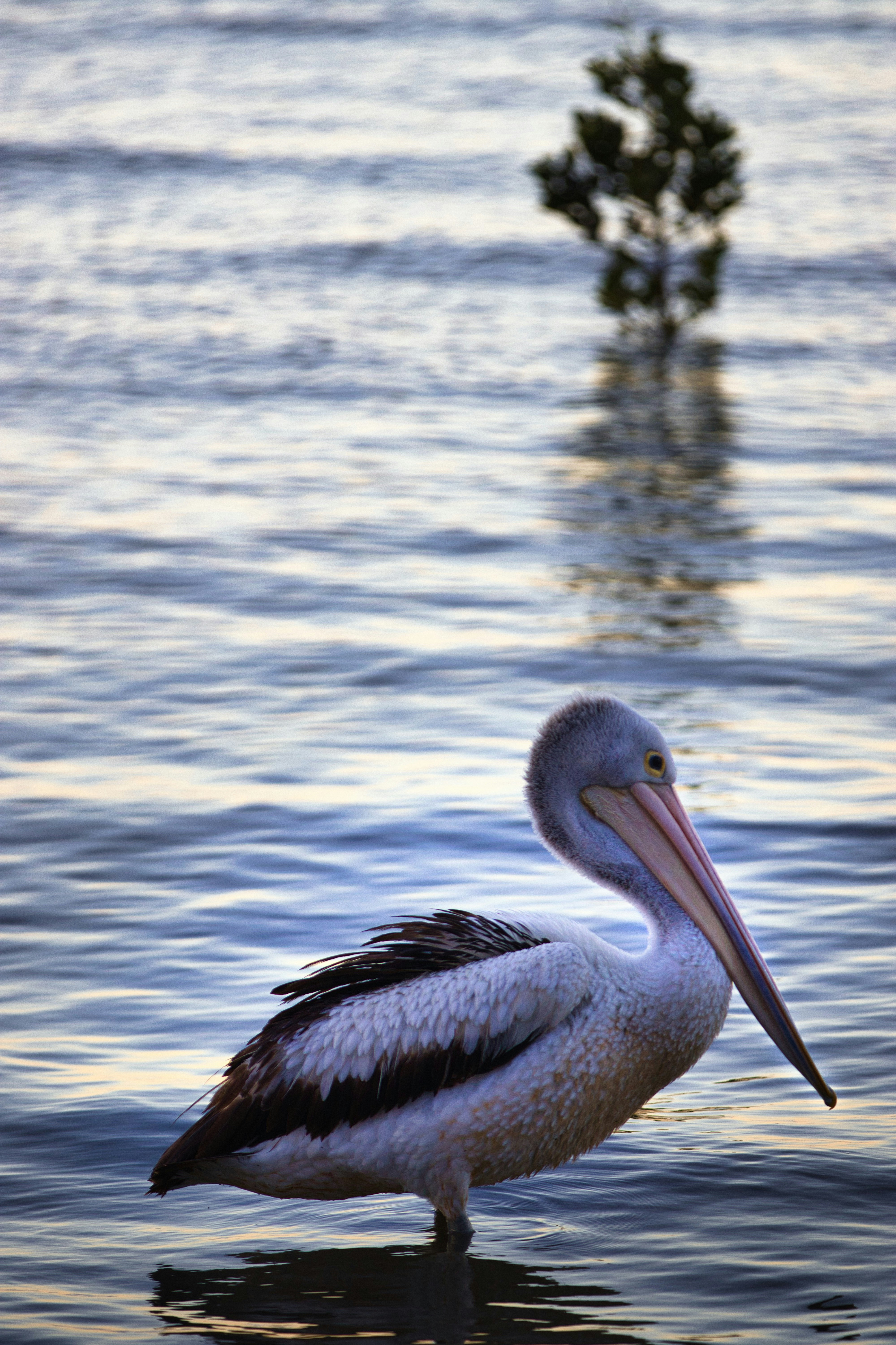 Photo by paws_and_prints