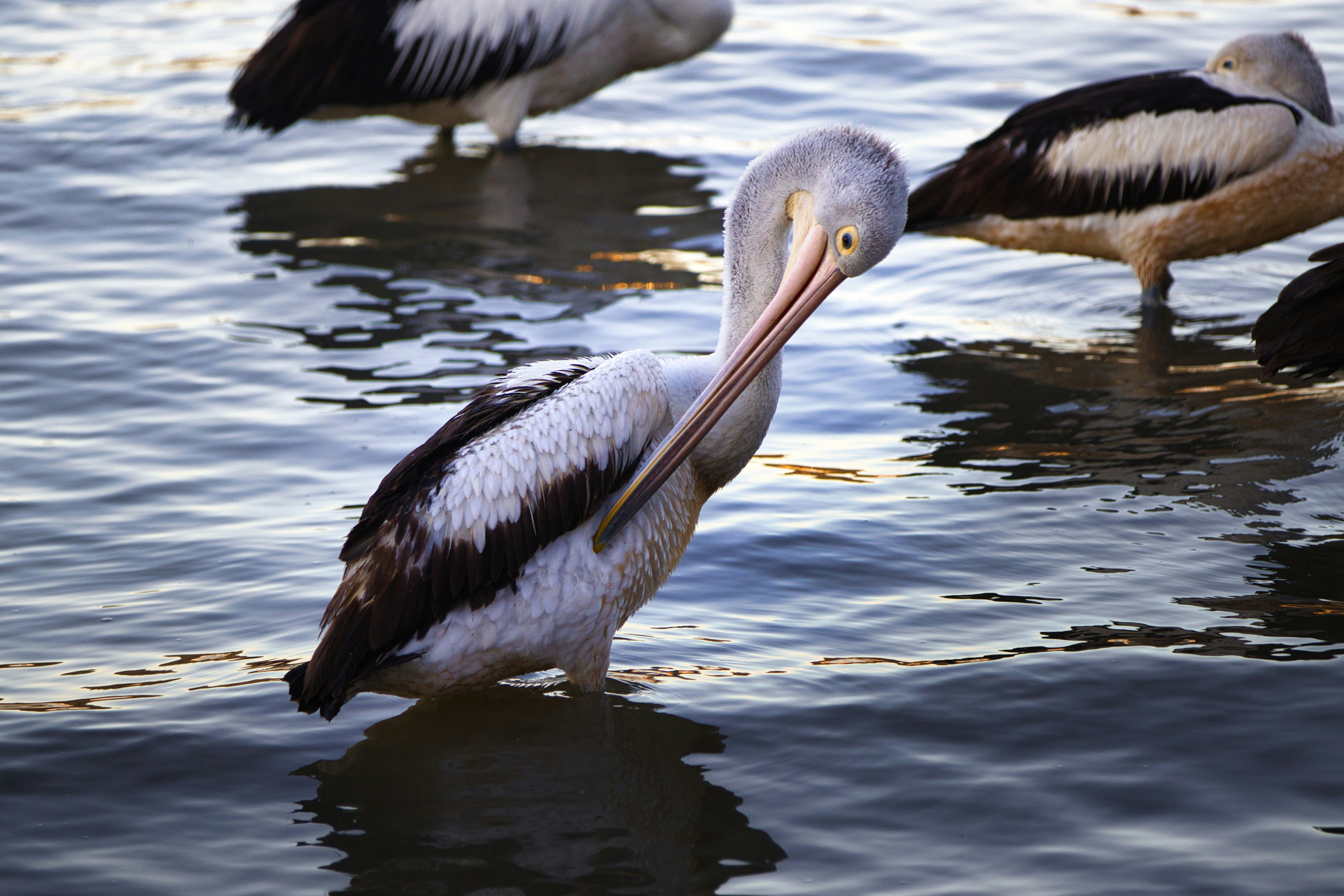 Photo by paws_and_prints