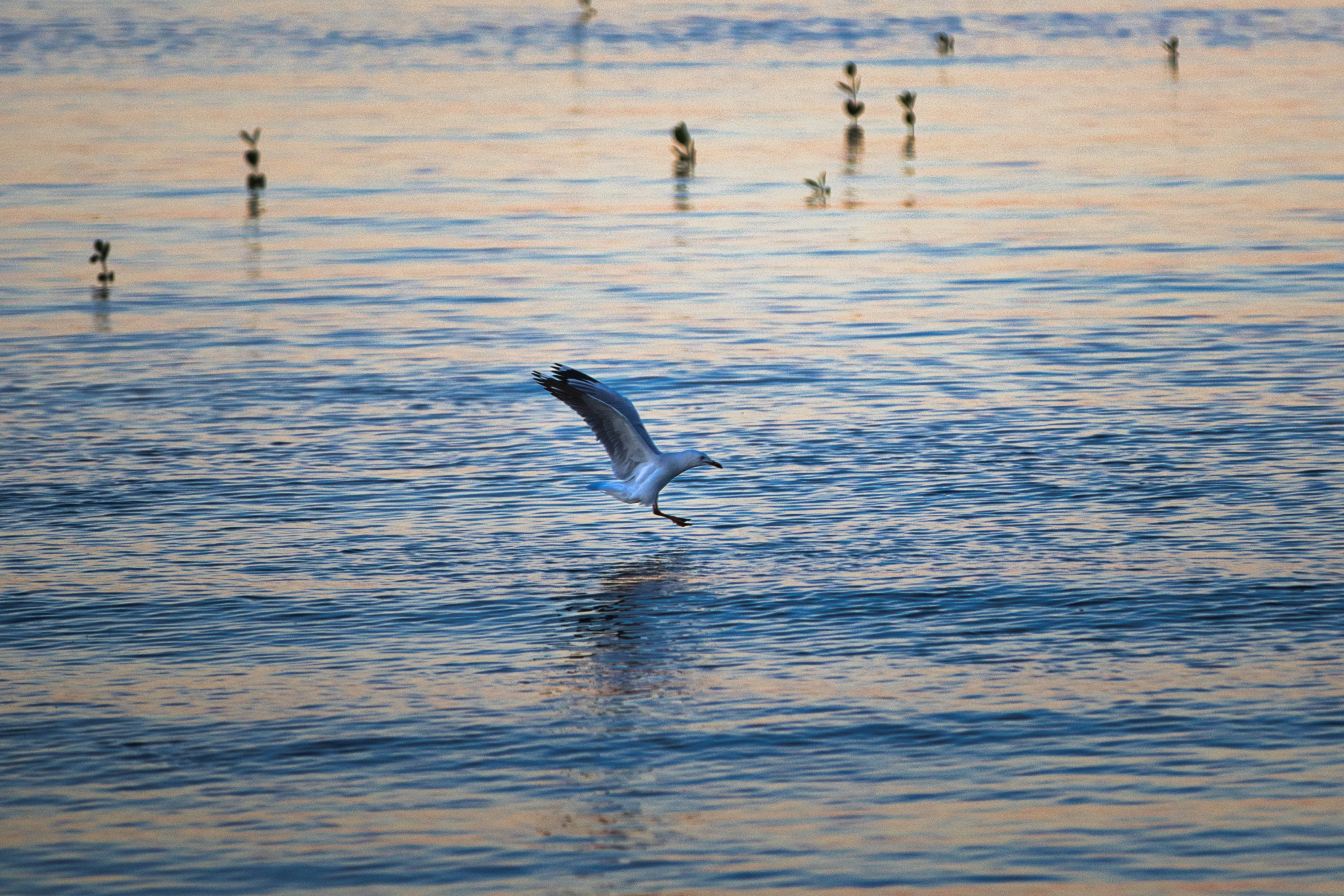 Photo by paws_and_prints