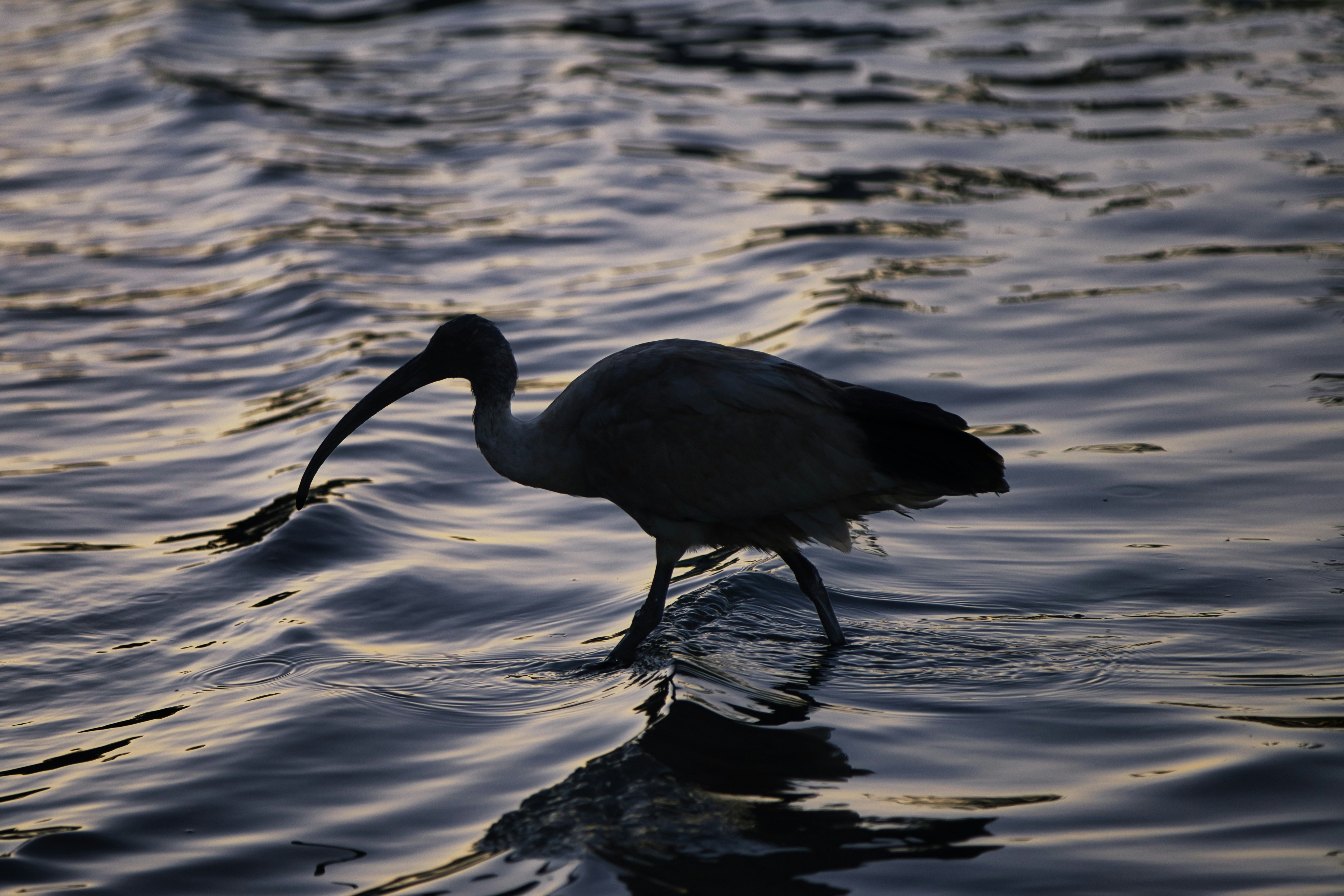 Photo by paws_and_prints