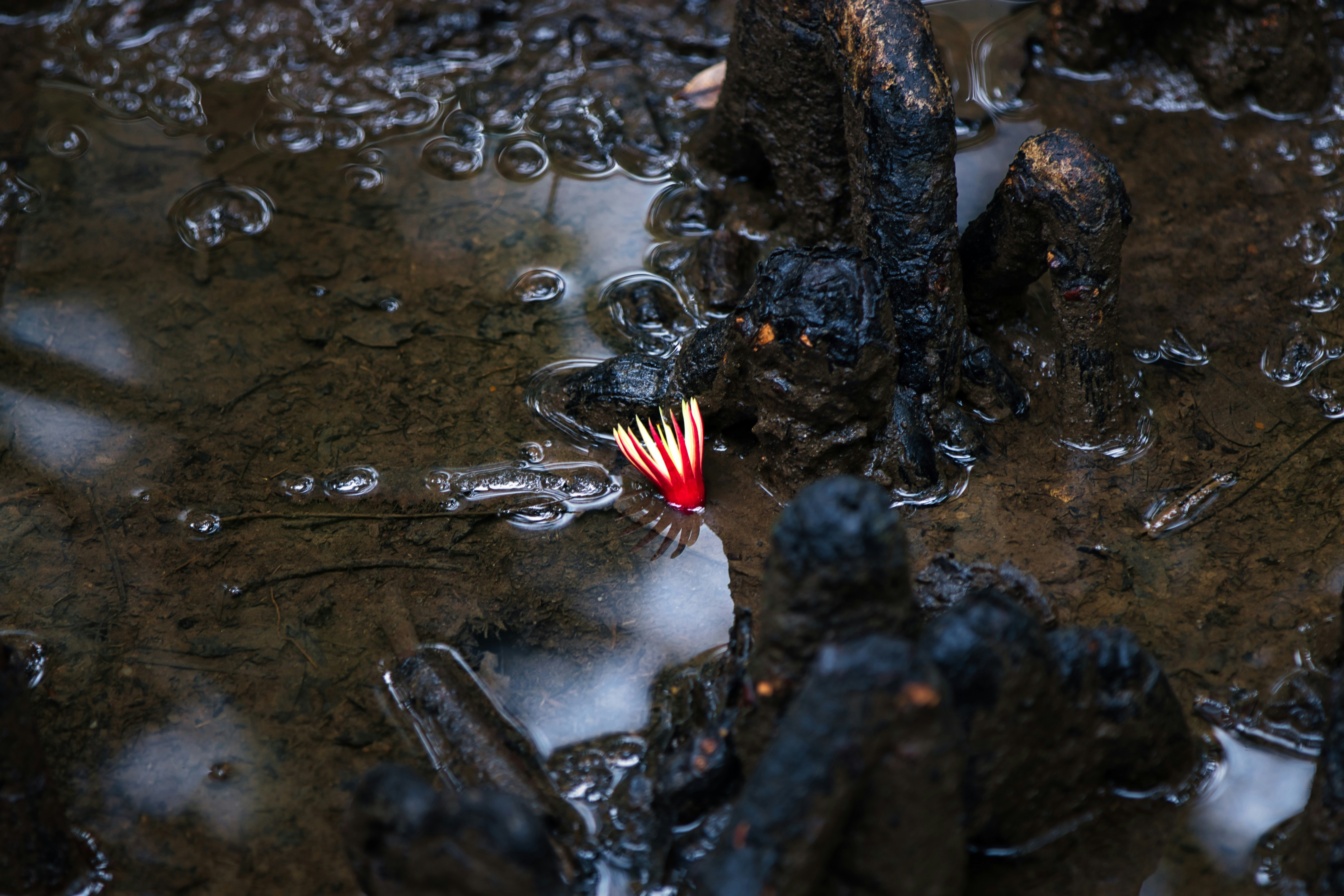 A small red and white insect on muddy water