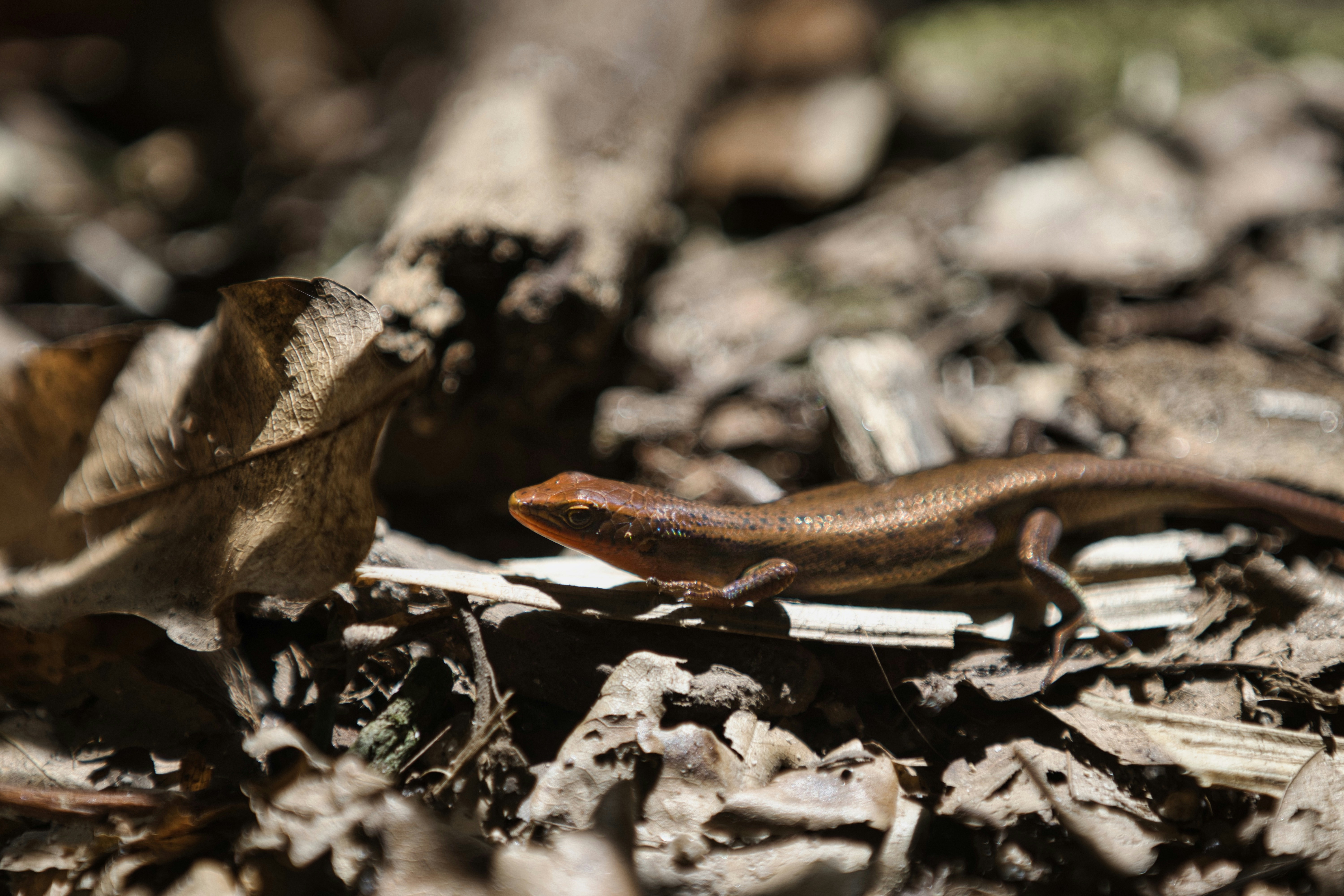 Photo by paws_and_prints