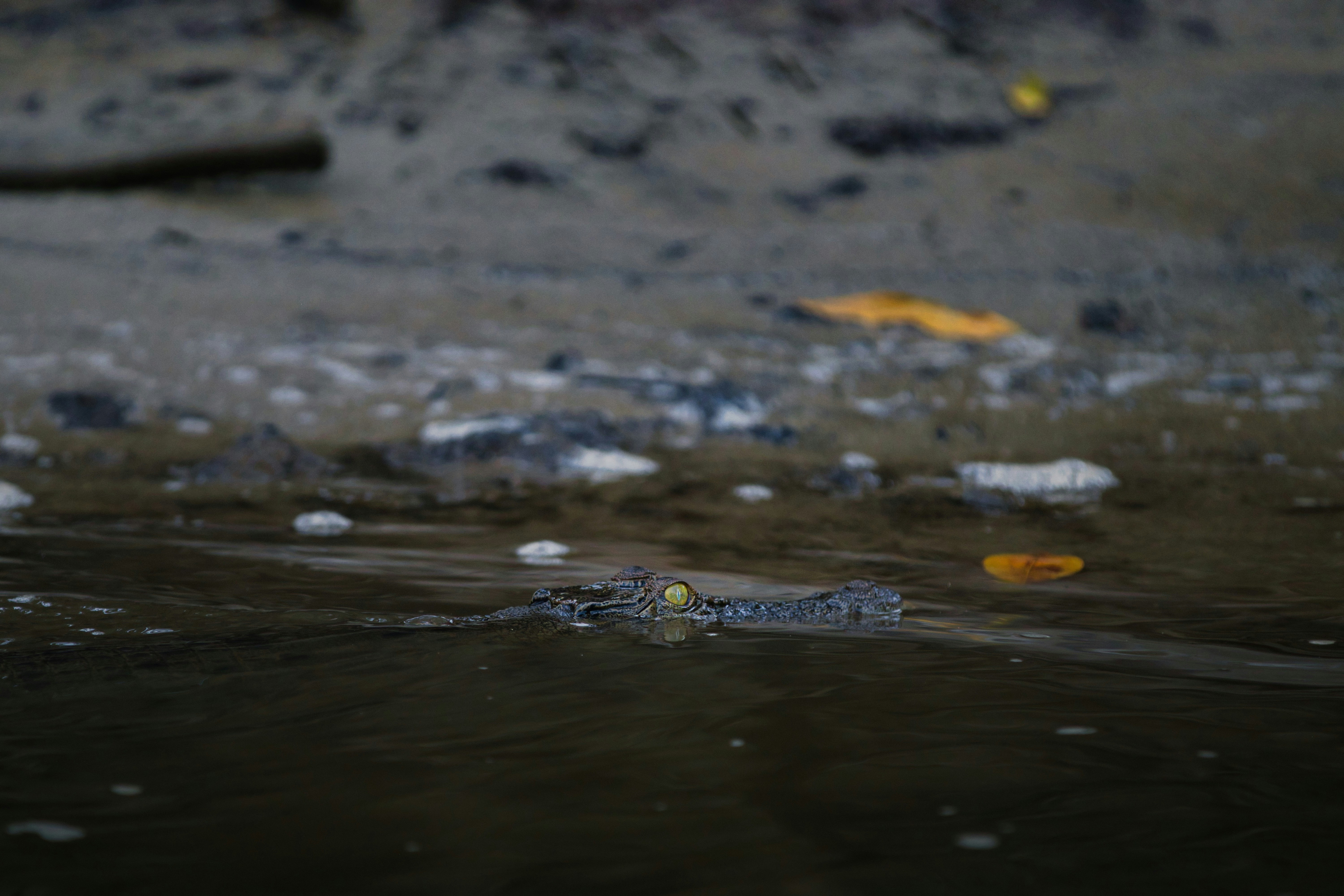 Photo by paws_and_prints