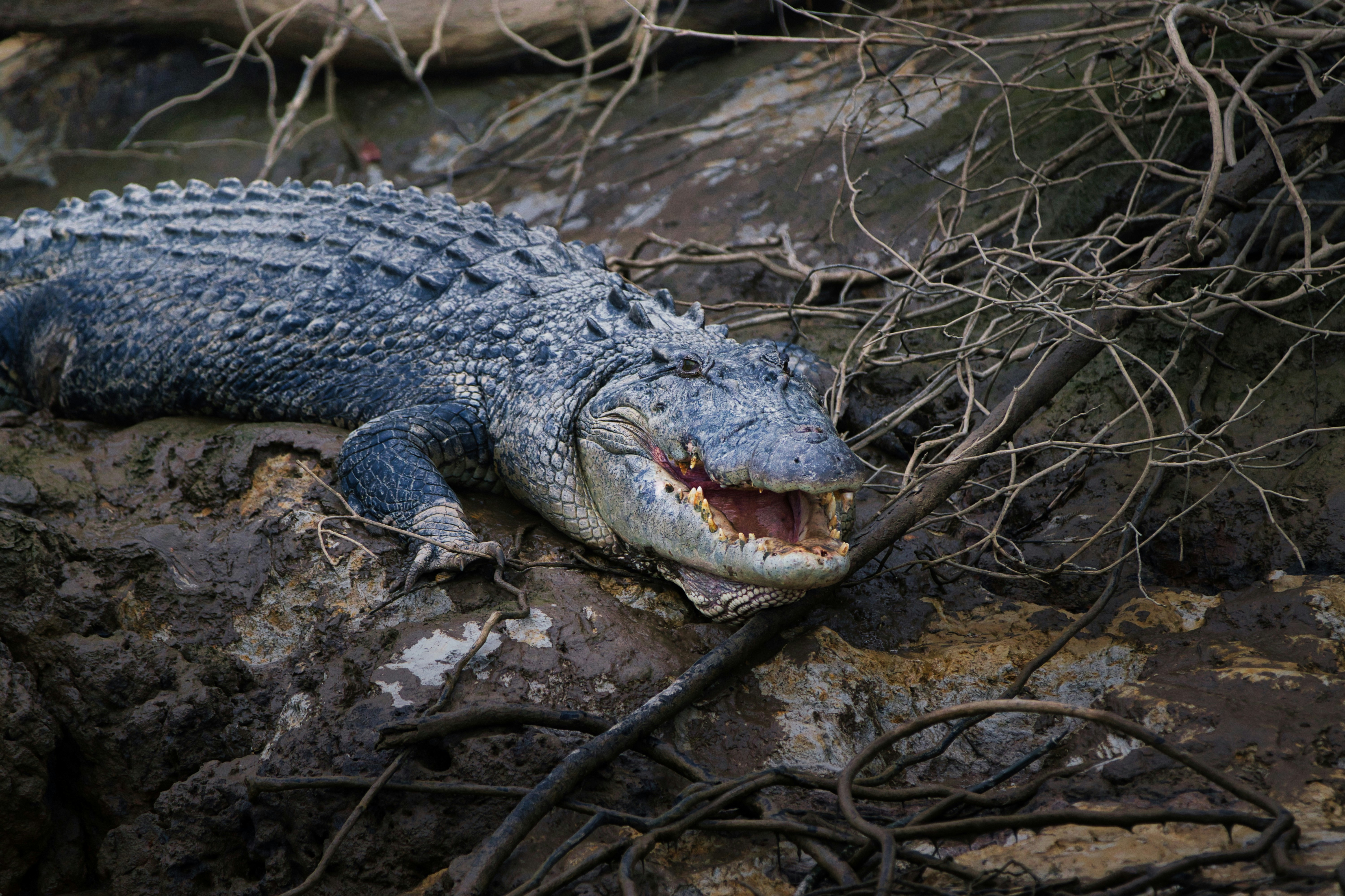 Photo by paws_and_prints