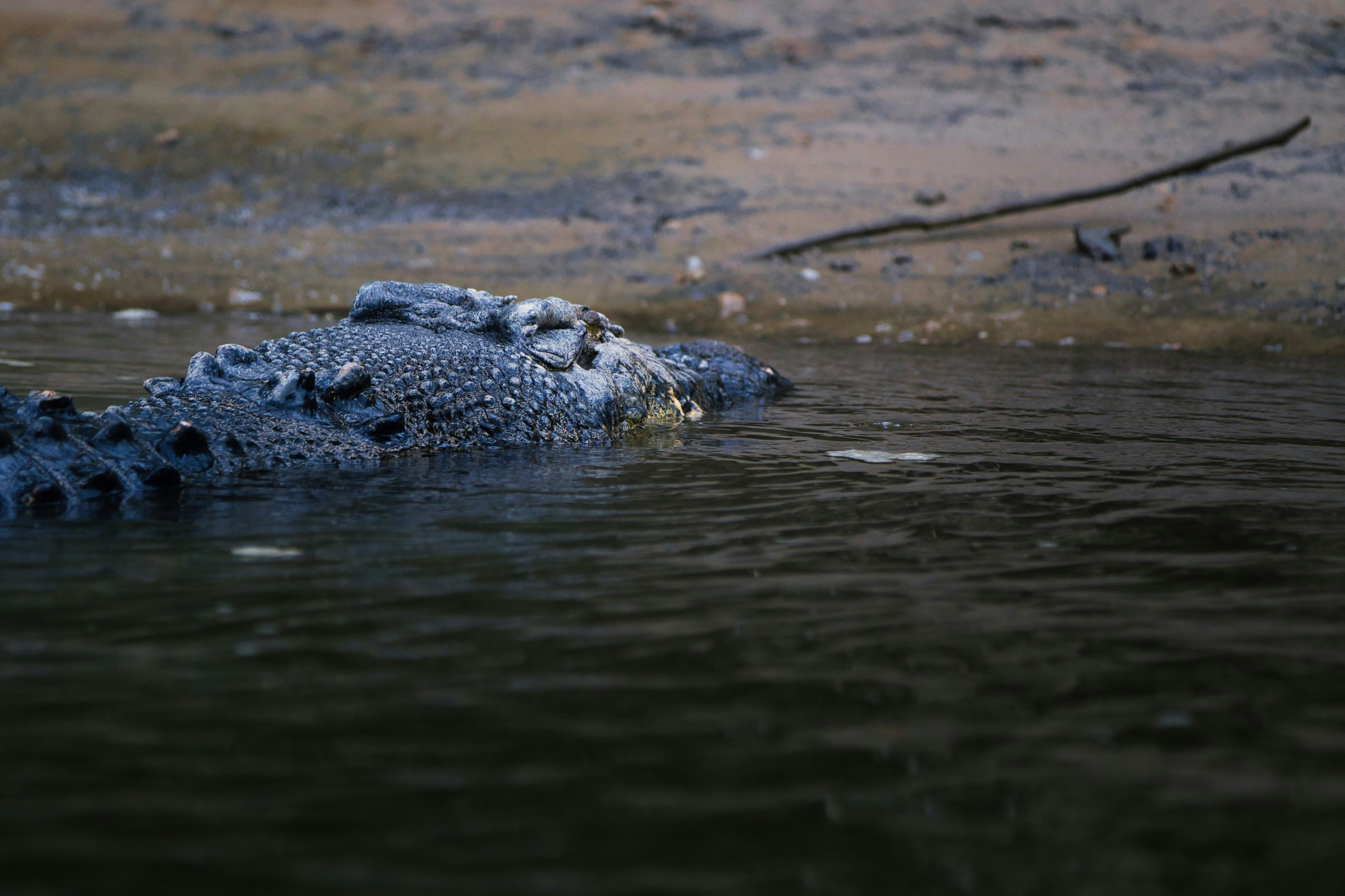 Photo by paws_and_prints