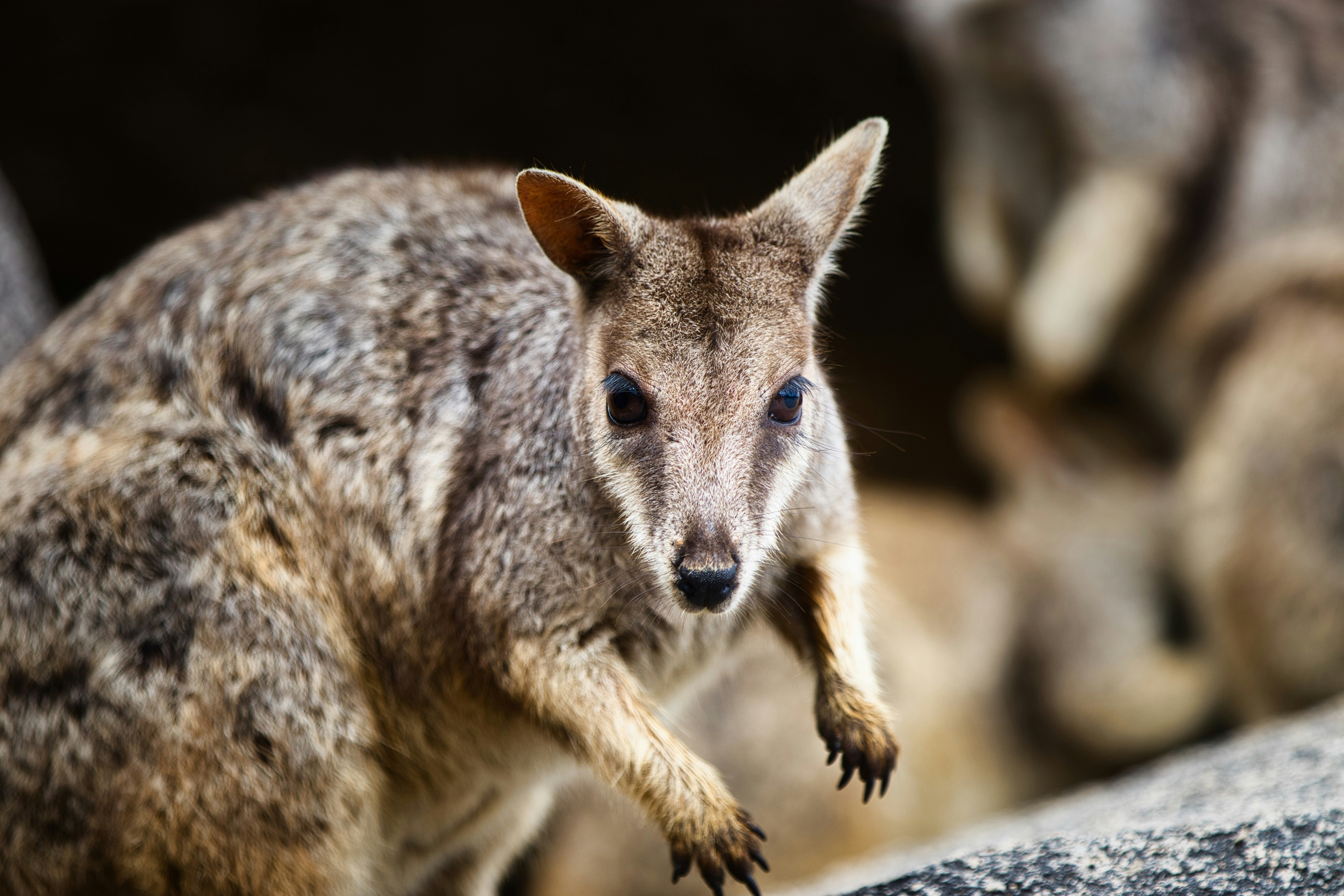 Photo by paws_and_prints