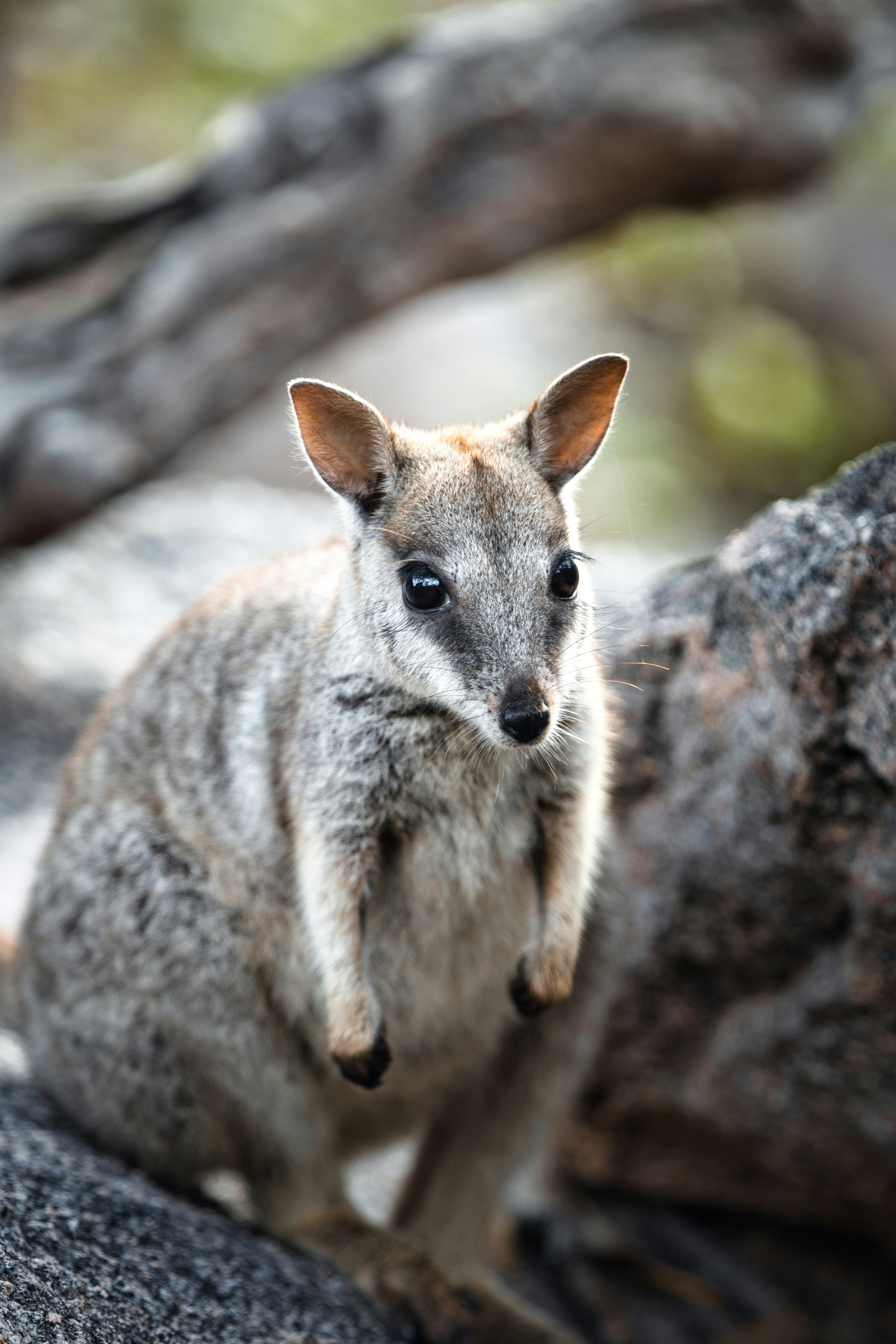 12개월 아기 : 실내 동물원 동탄 쥬라리움 다녀왔어요 : 네이버 블로그, image size:3000x4500