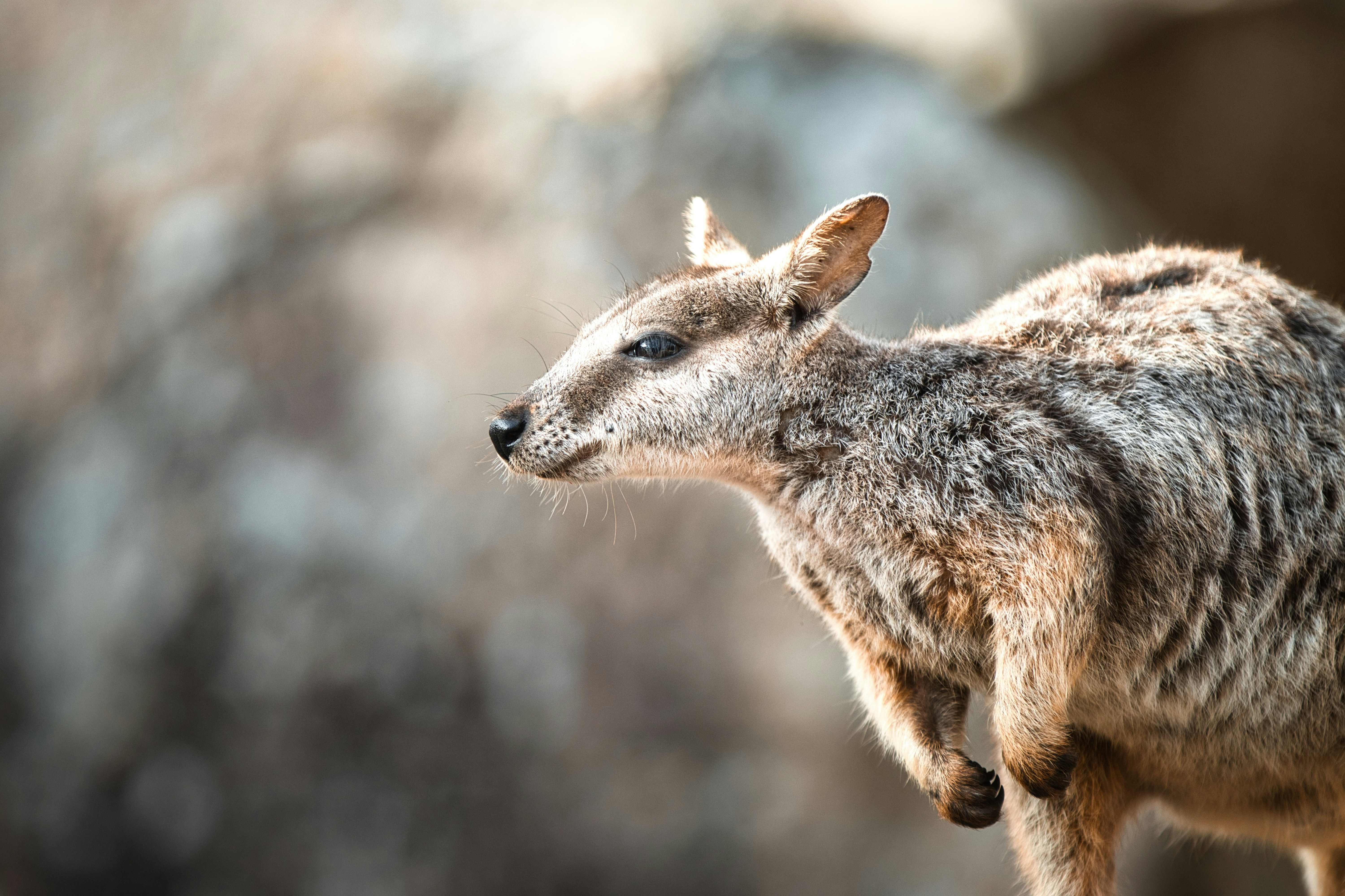 Photo by paws_and_prints