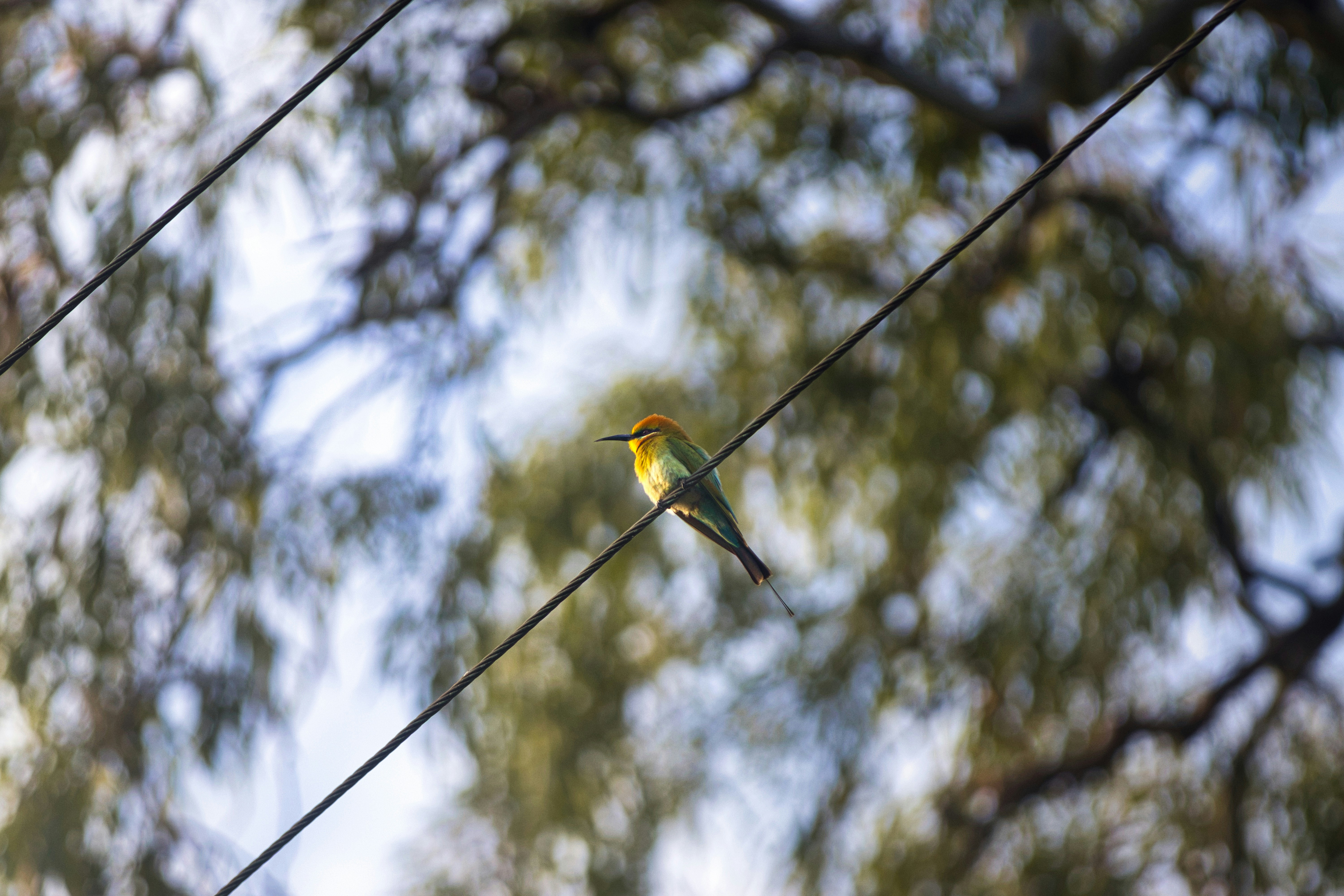 Photo by paws_and_prints