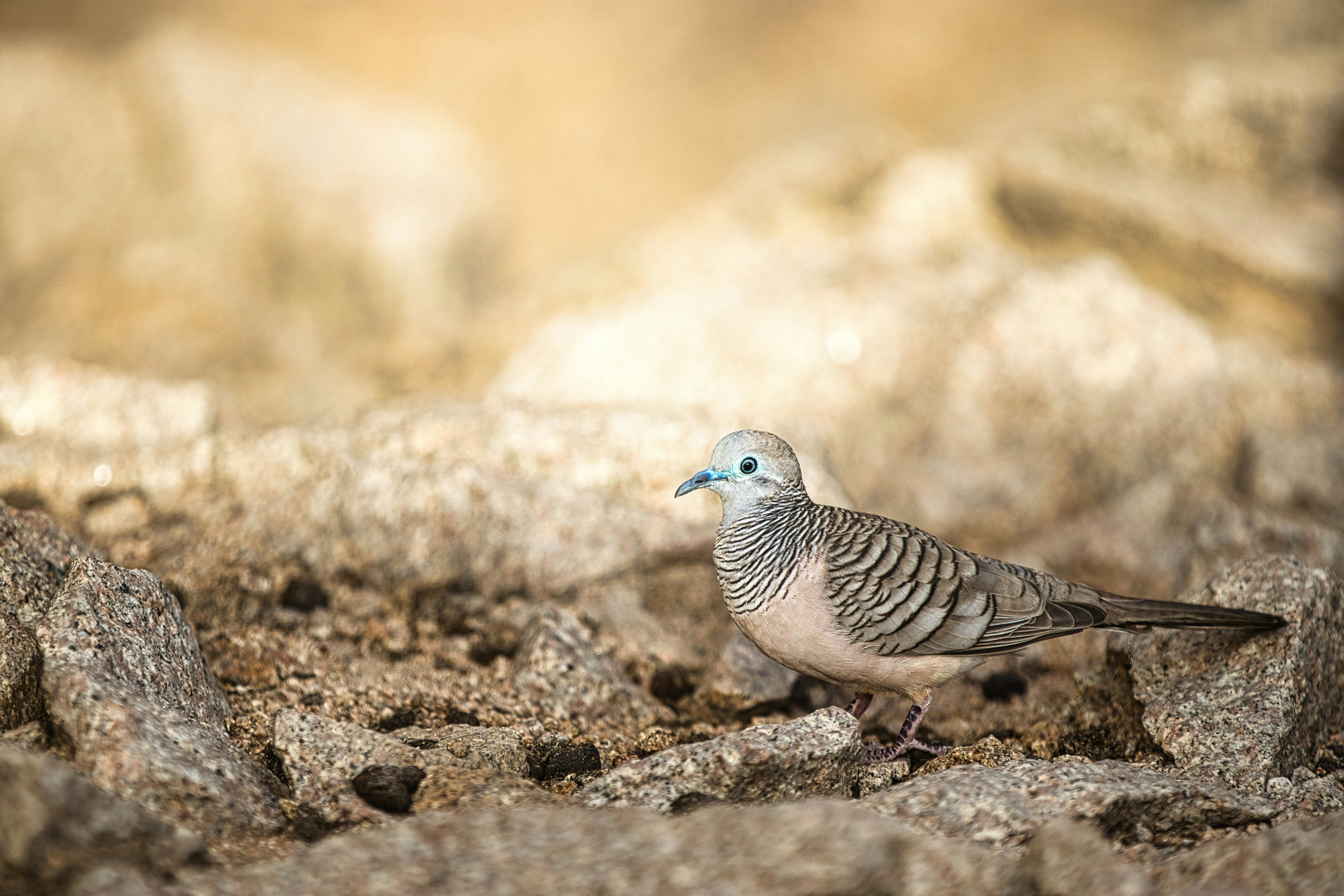 Photo by paws_and_prints