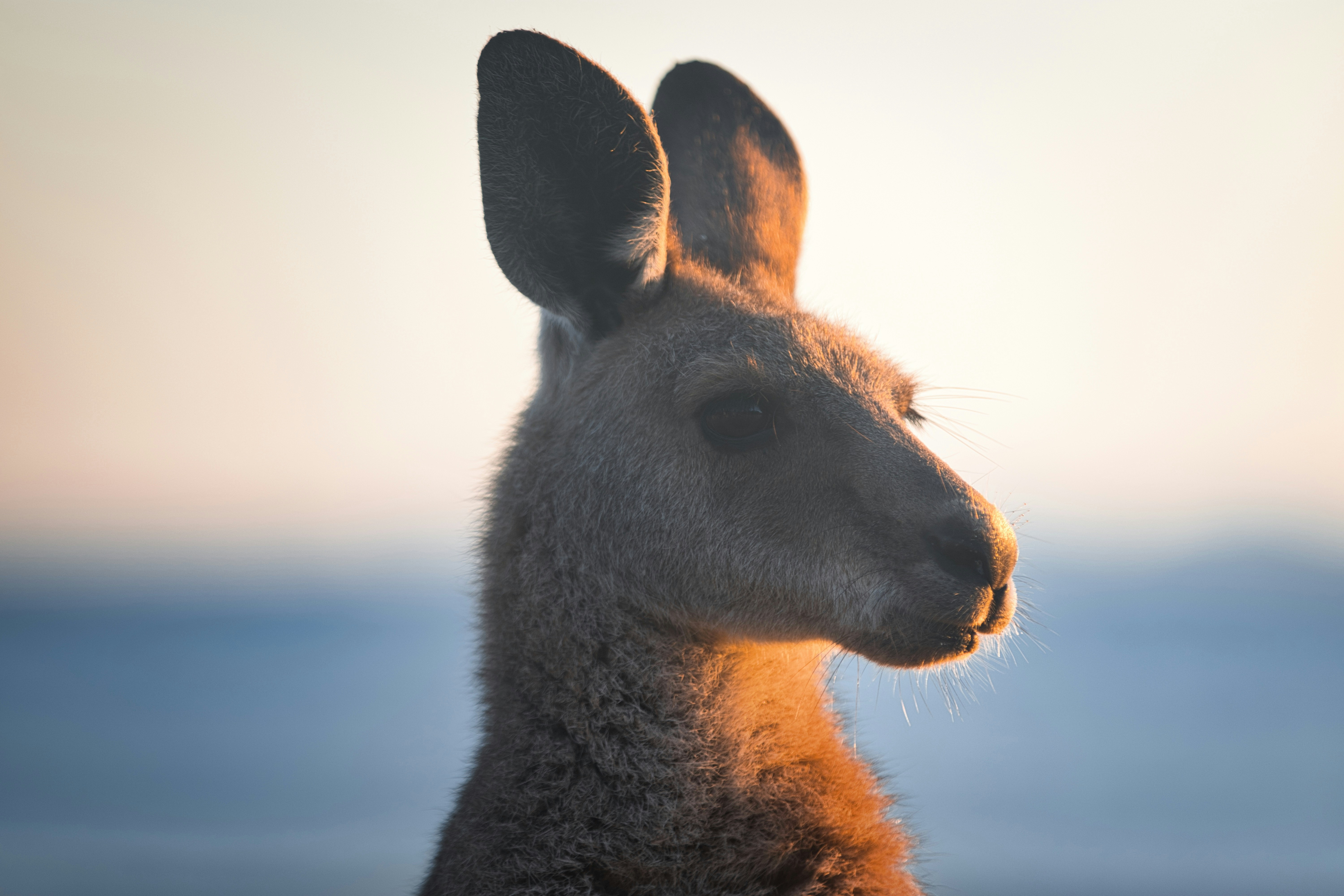 Photo by paws_and_prints