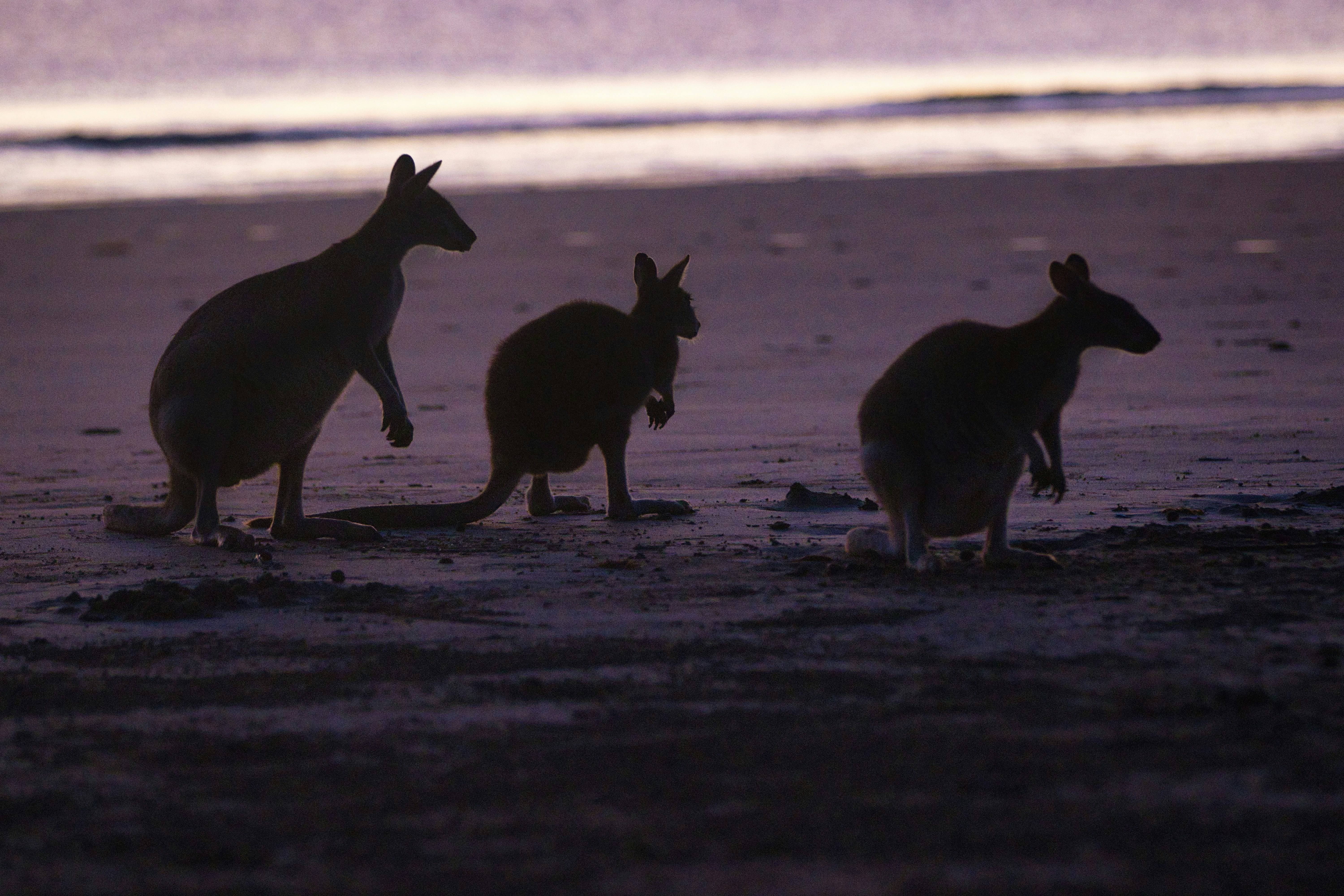 Three kangaroos silhouetted on a beach at dusk