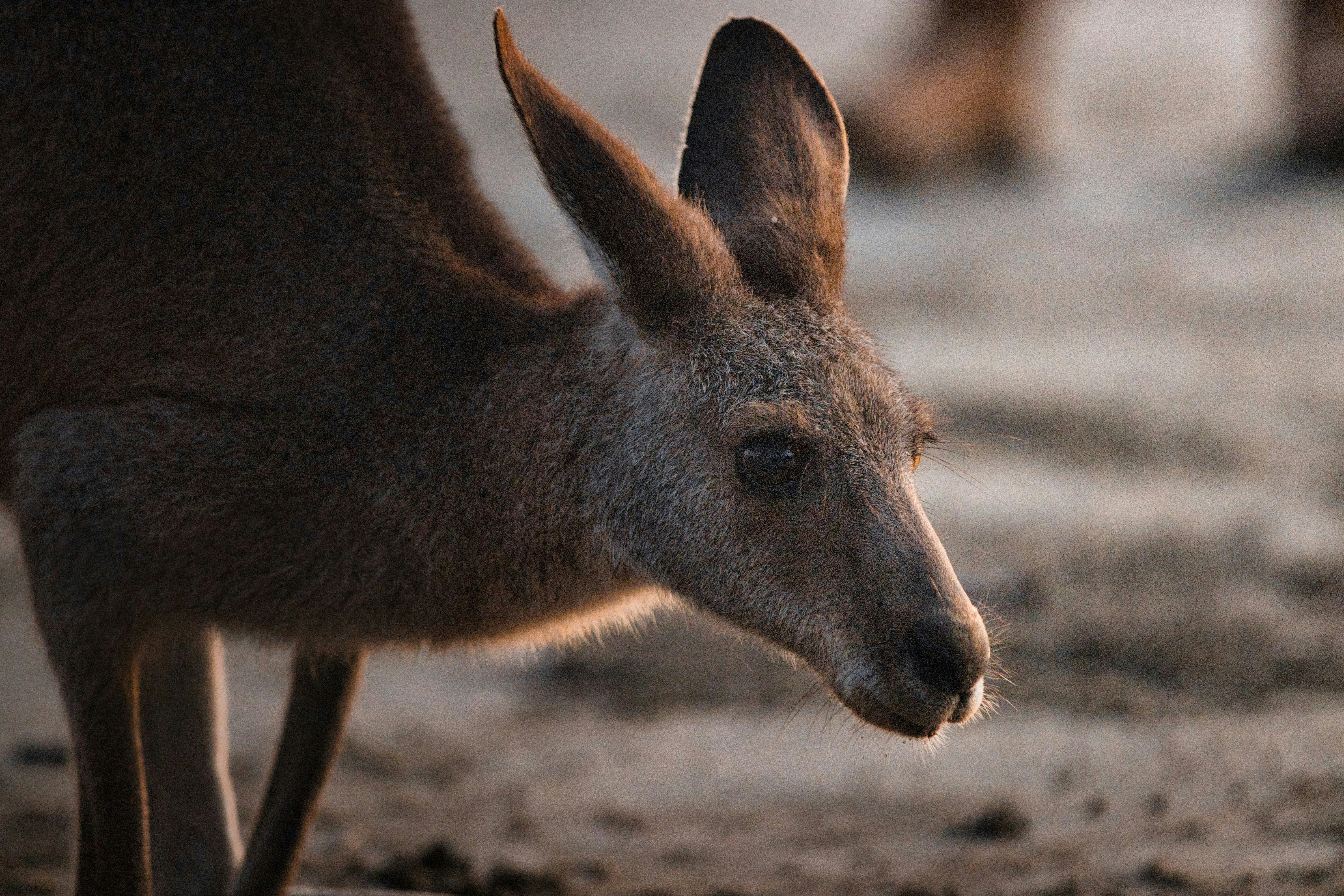 Photo by paws_and_prints